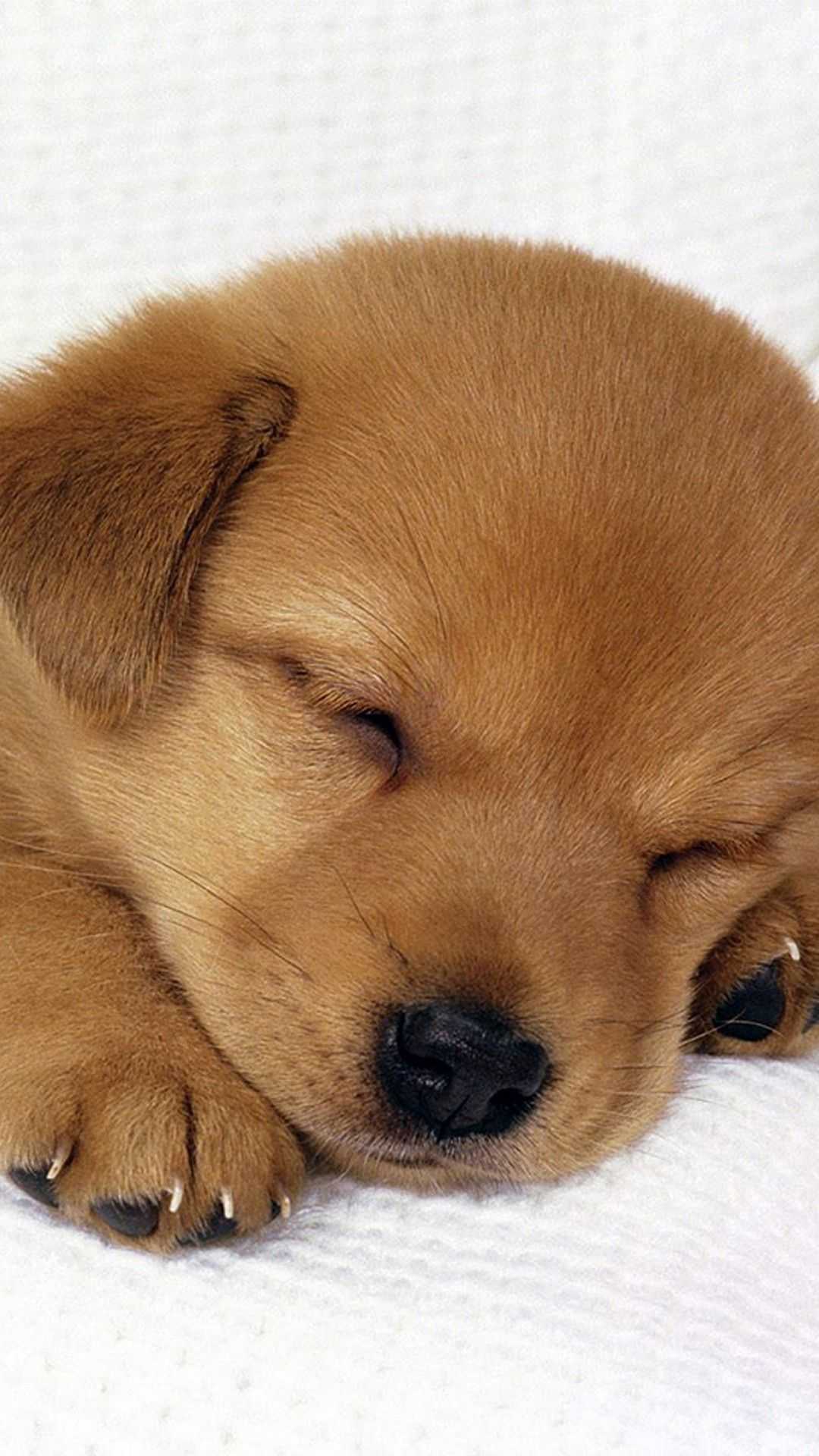 Puppies Wallpapers