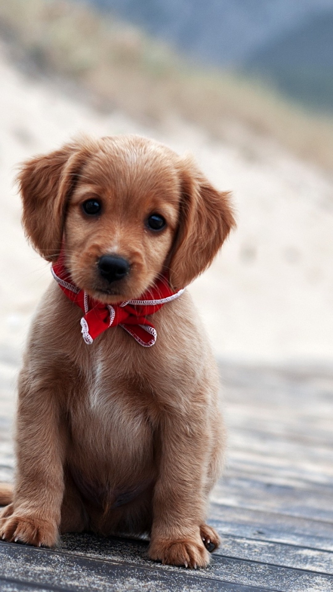 Puppy Wallpapers