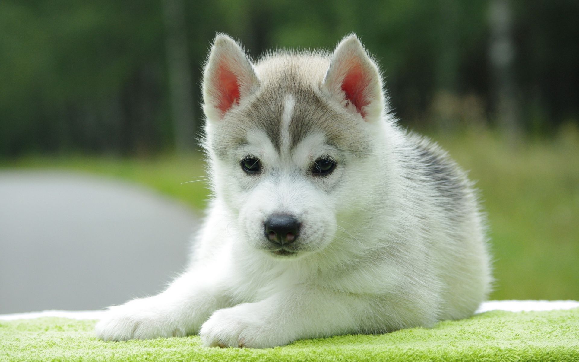 Puppy Wallpapers