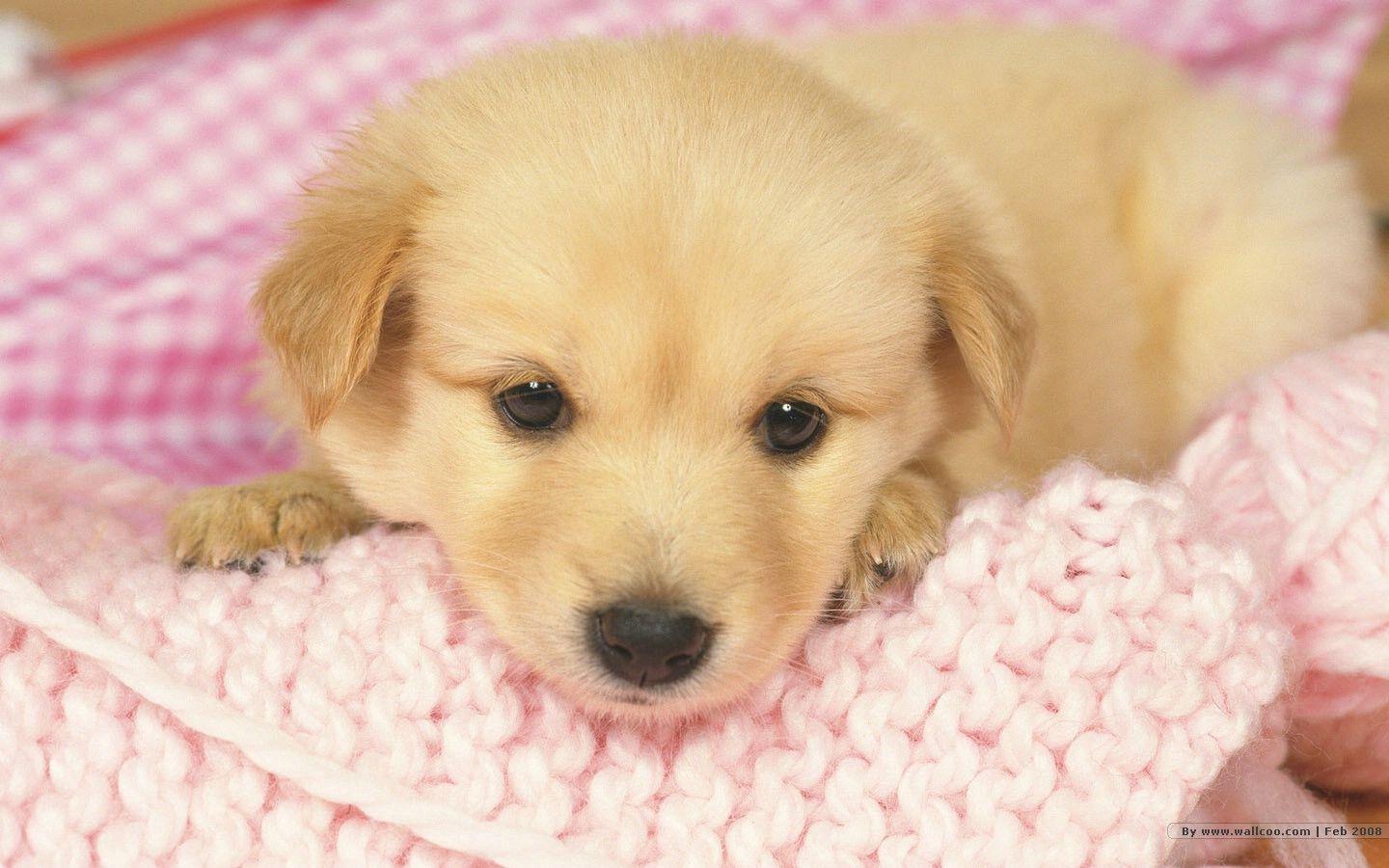 Puppy Wallpapers