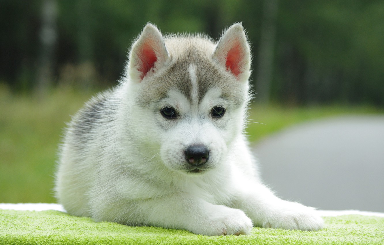 Puppy Wallpapers