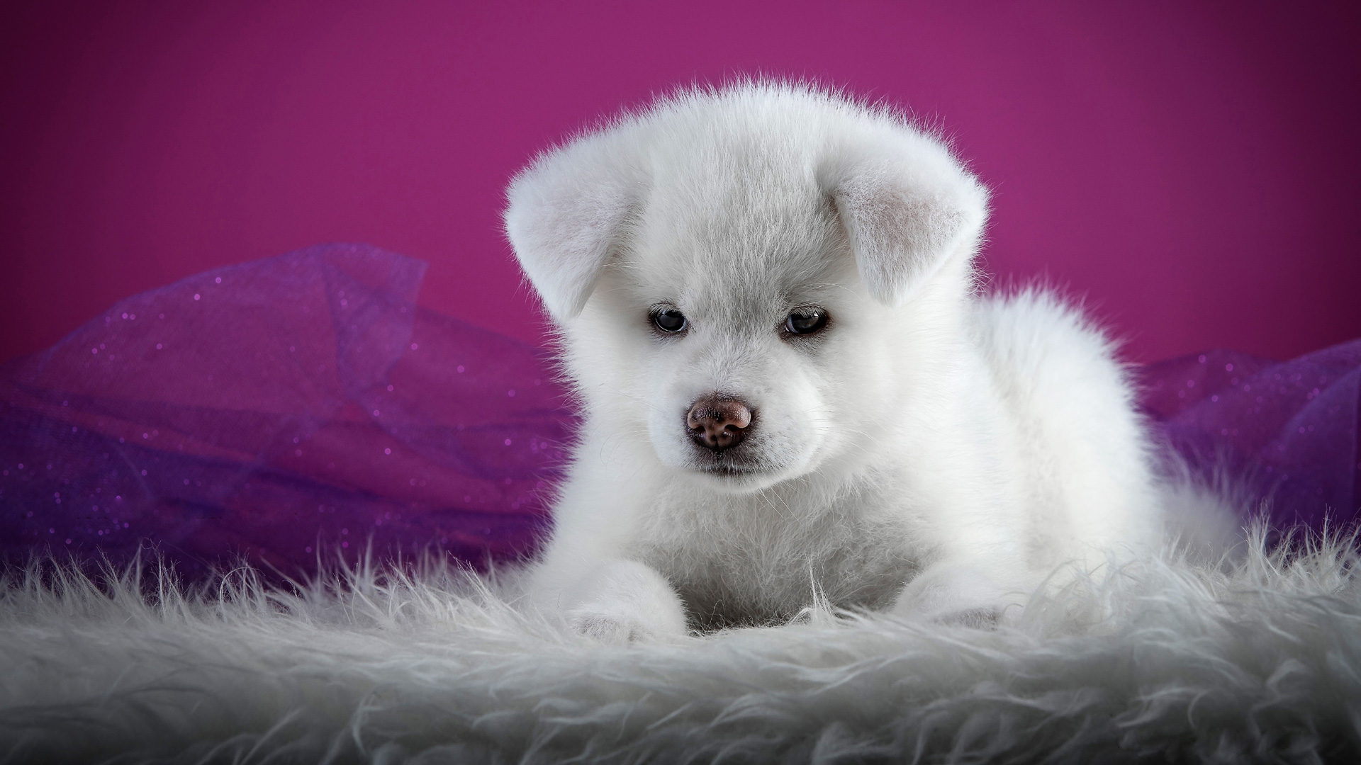 Puppy Wallpapers