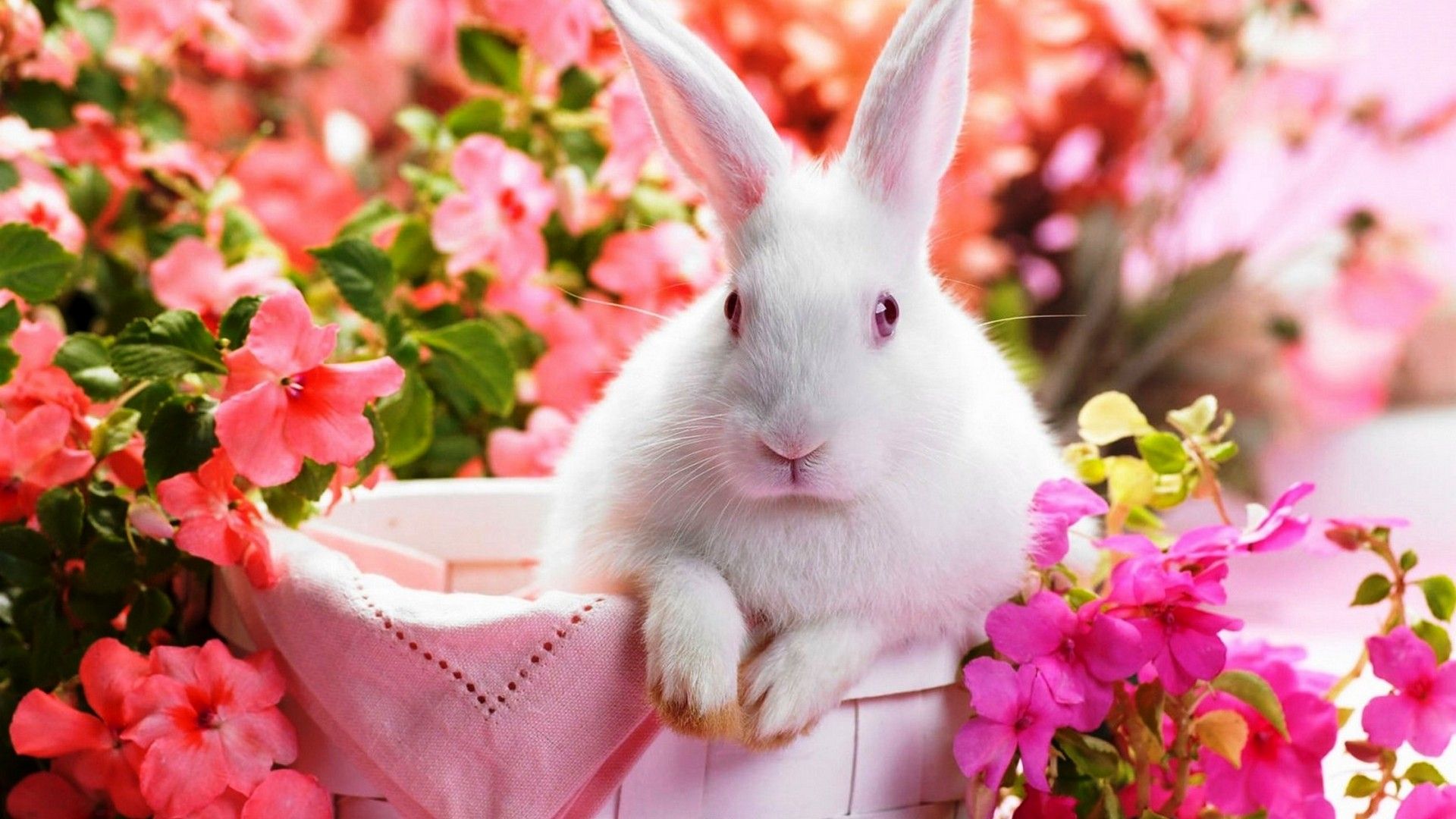 Rabbit Wallpapers