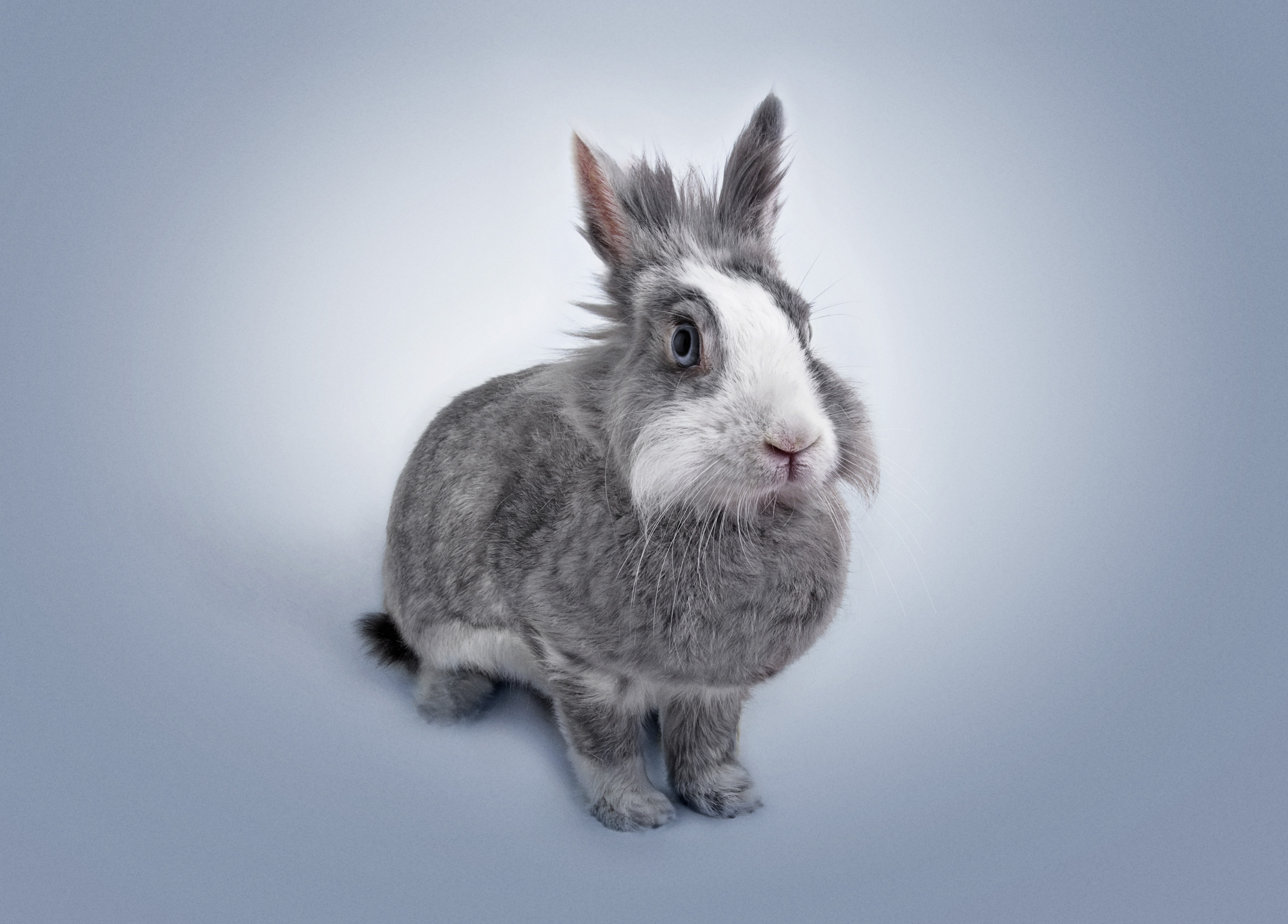 Rabbit Wallpapers