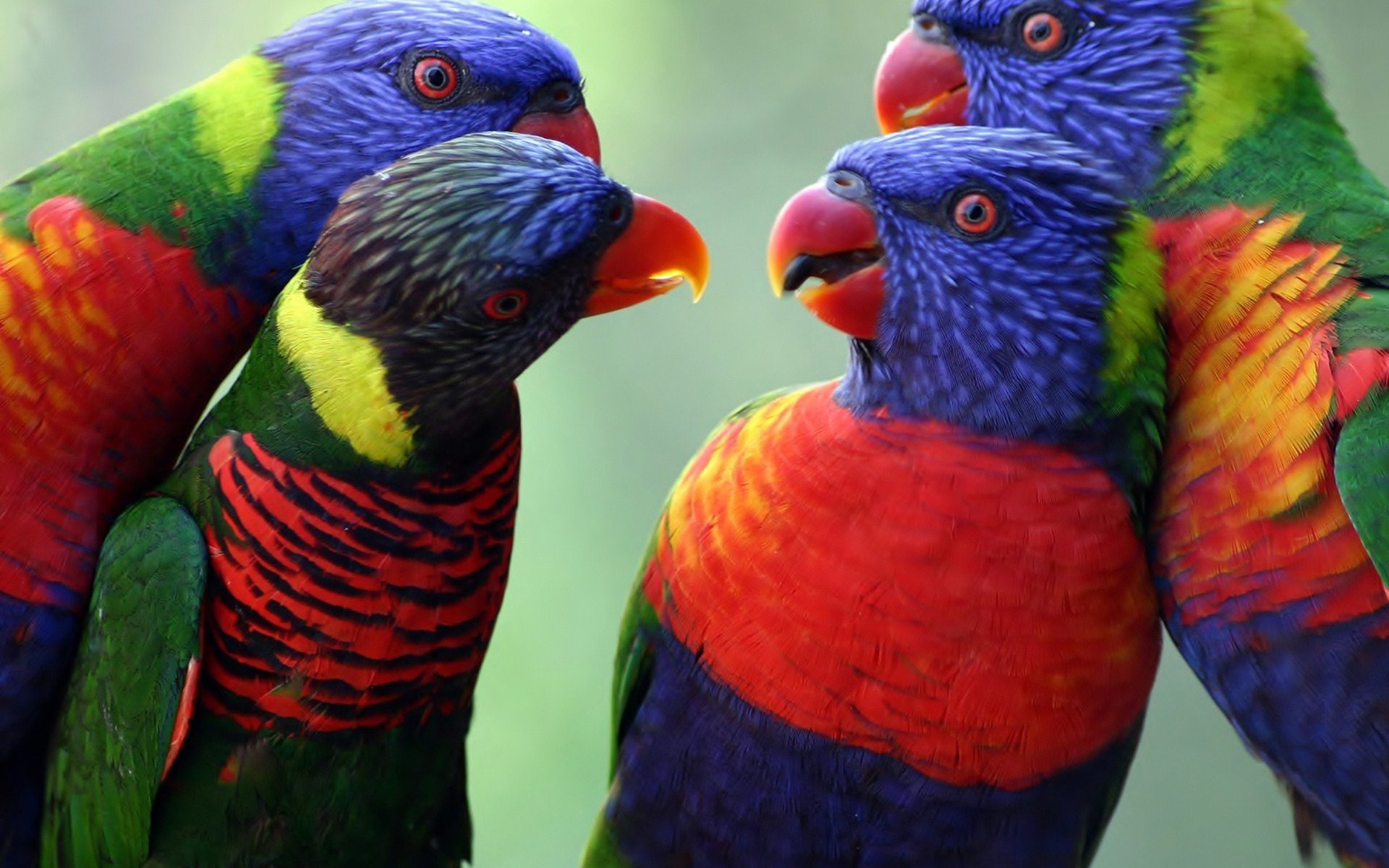 Rainbow Lorikeet Wallpapers