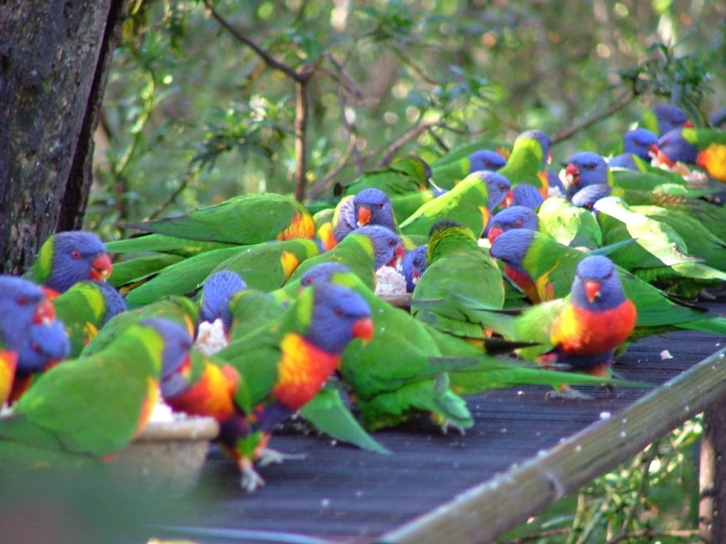 Rainbow Lorikeet Wallpapers