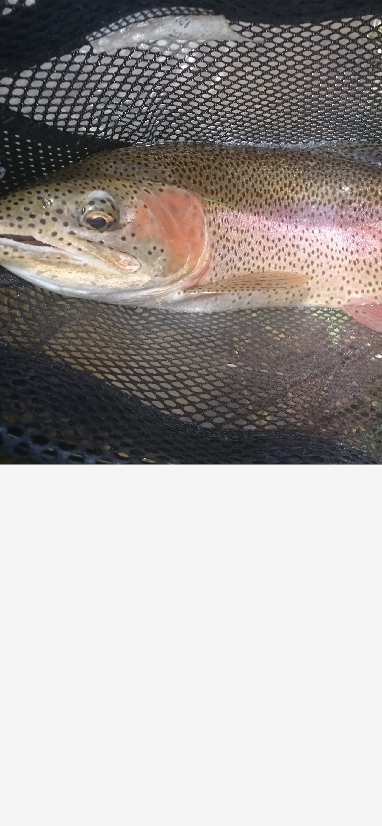 Rainbow Trout Wallpapers