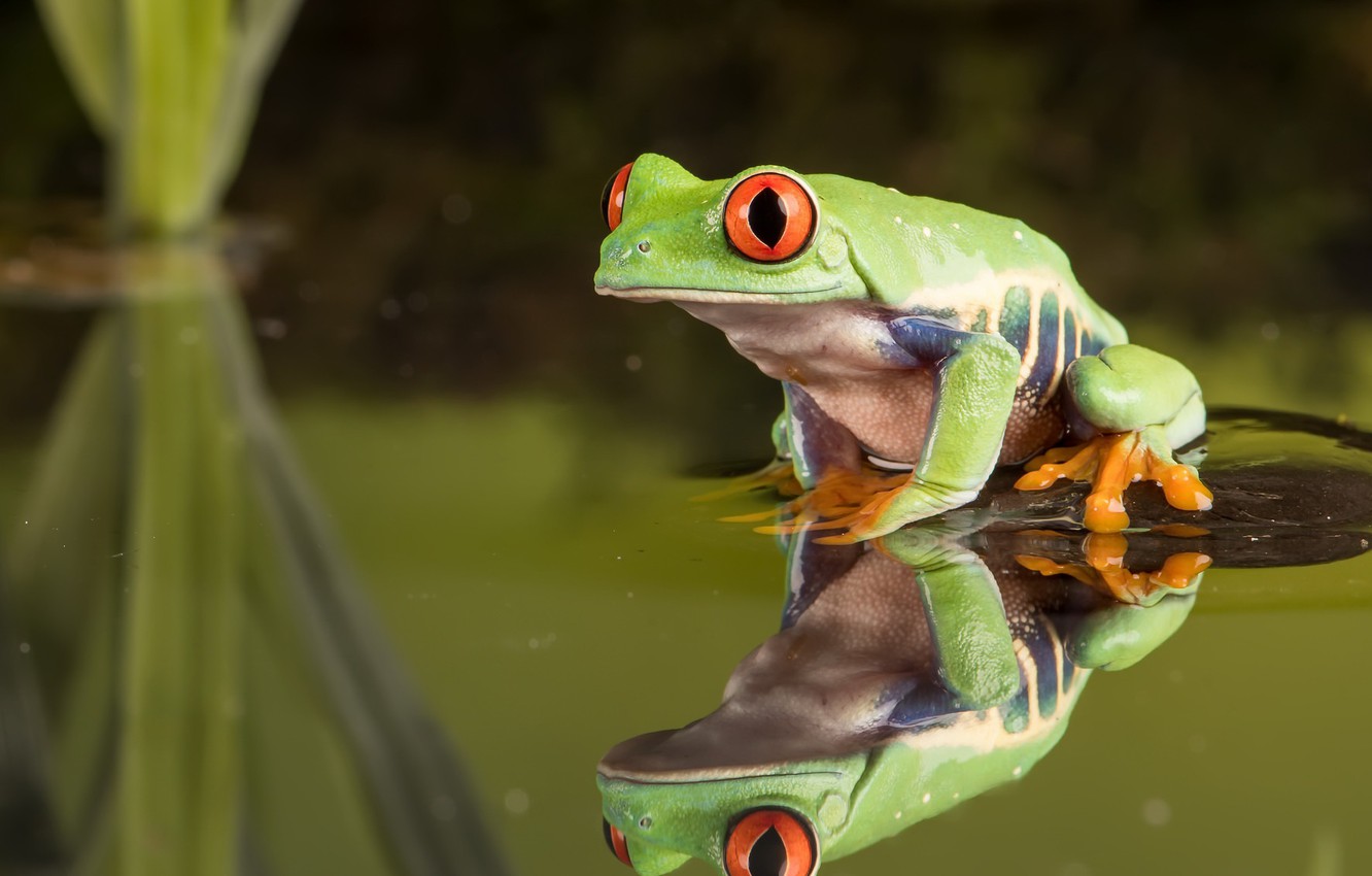 Red Eyed Tree Frog Wallpapers