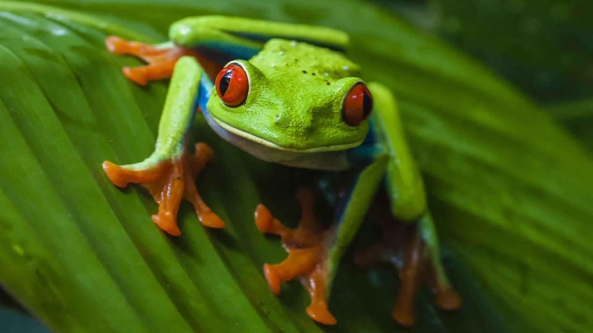 Red Eyed Tree Frog Wallpapers