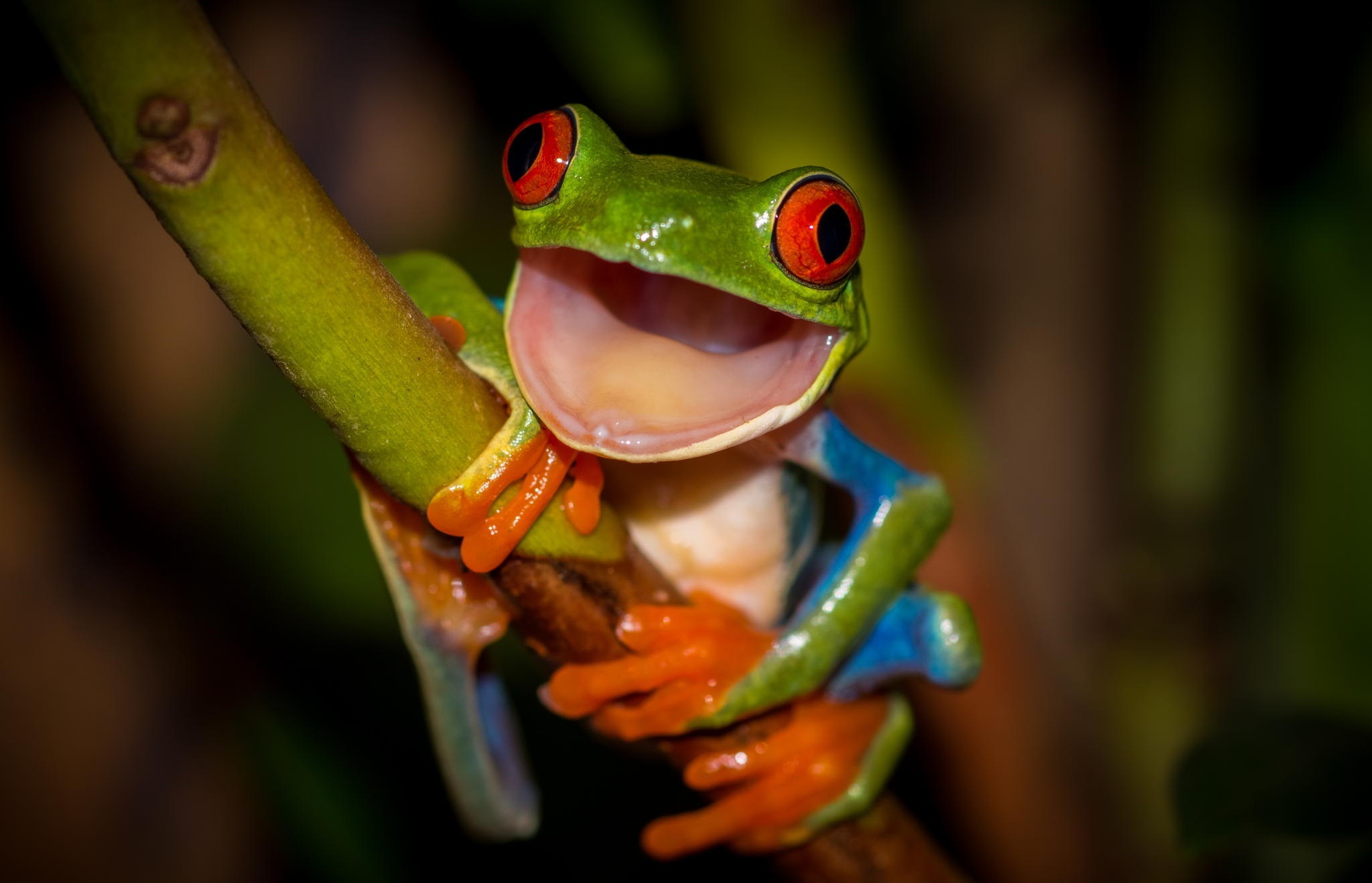 Red Eyed Tree Frog Wallpapers