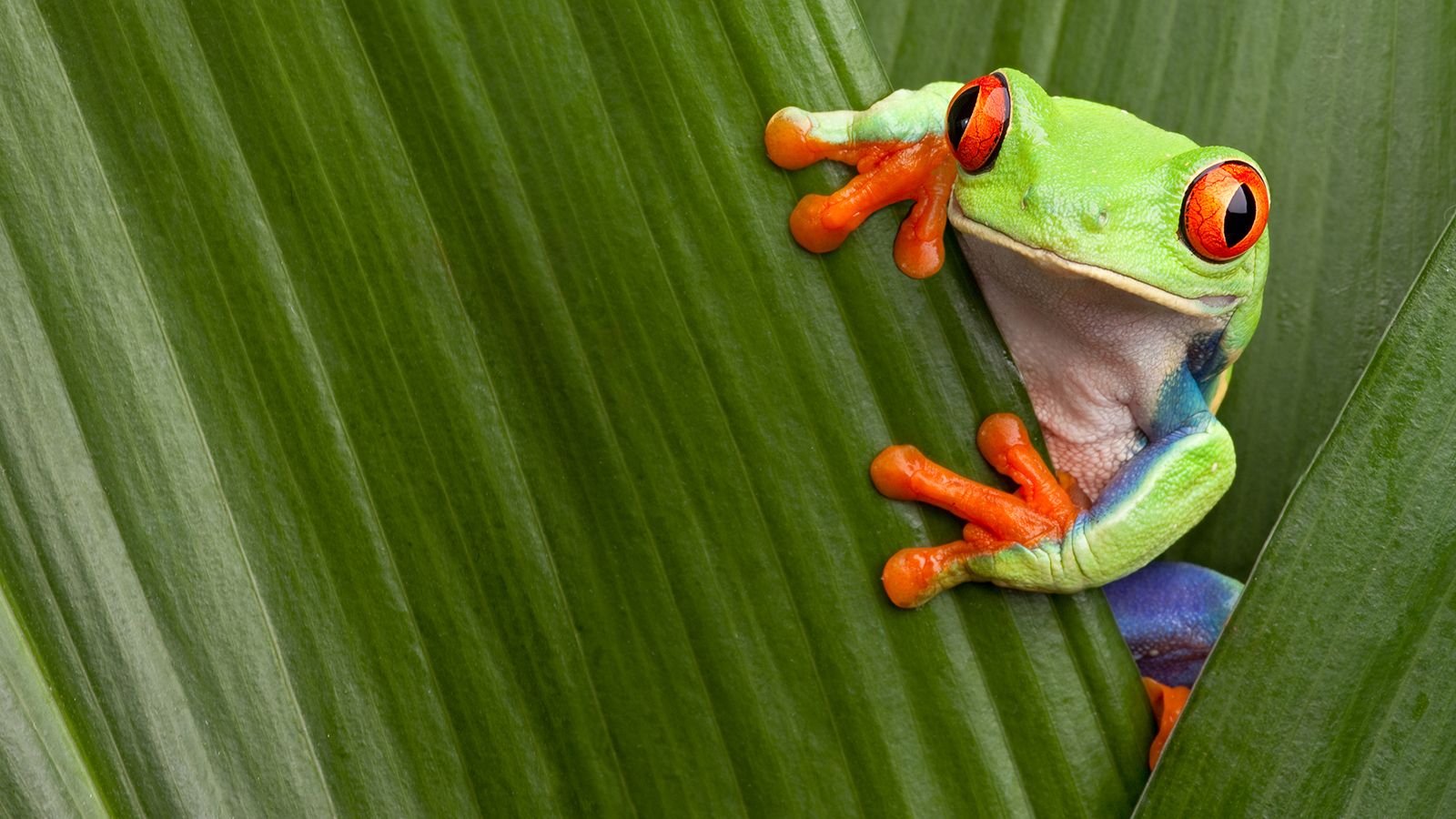 Red Eyed Tree Frog Wallpapers