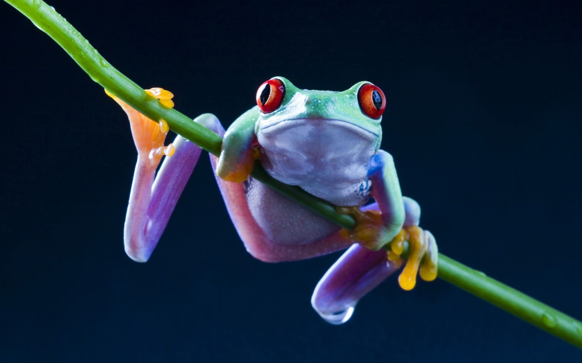 Red Eyed Tree Frog Wallpapers