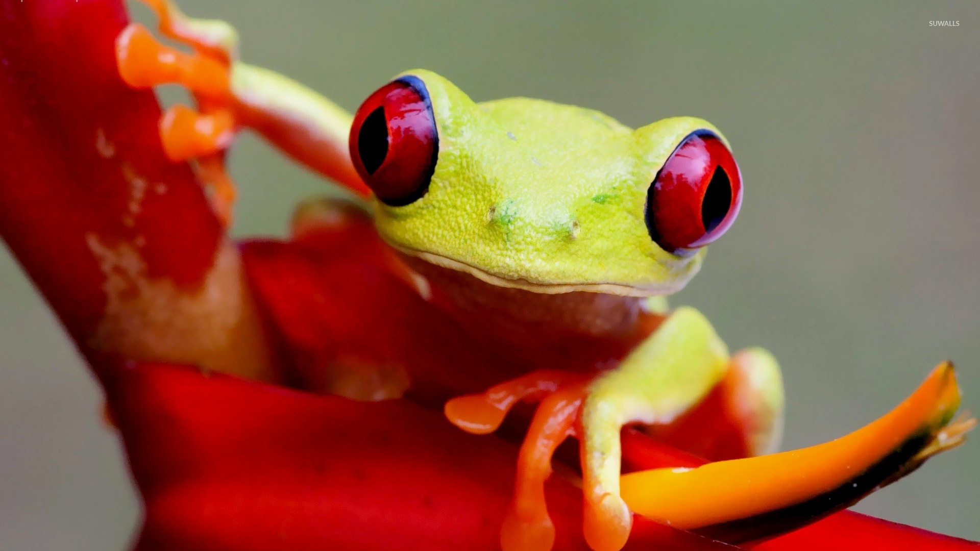 Red Eyed Tree Frog Wallpapers