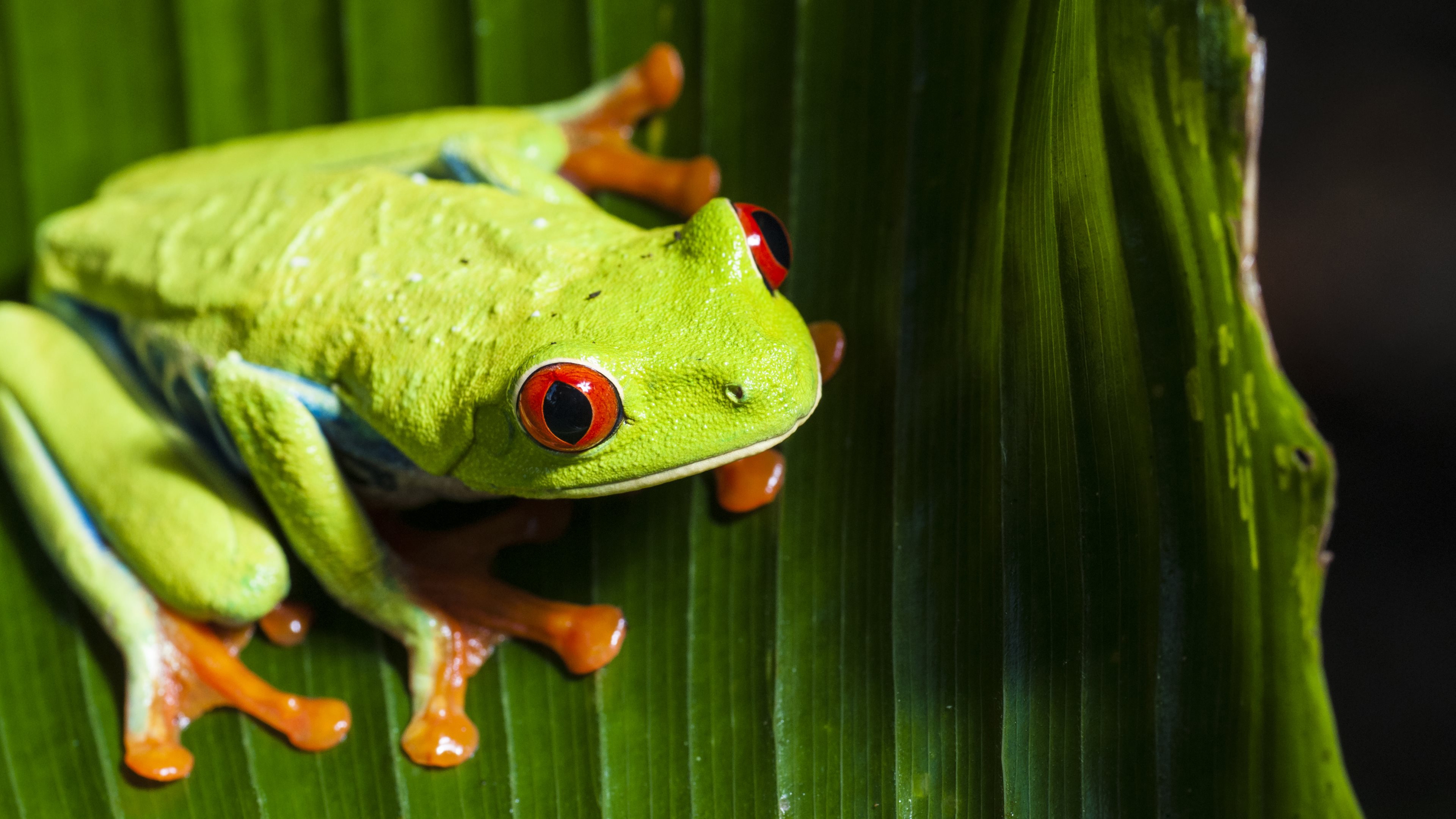 Red Eyed Tree Frog Wallpapers