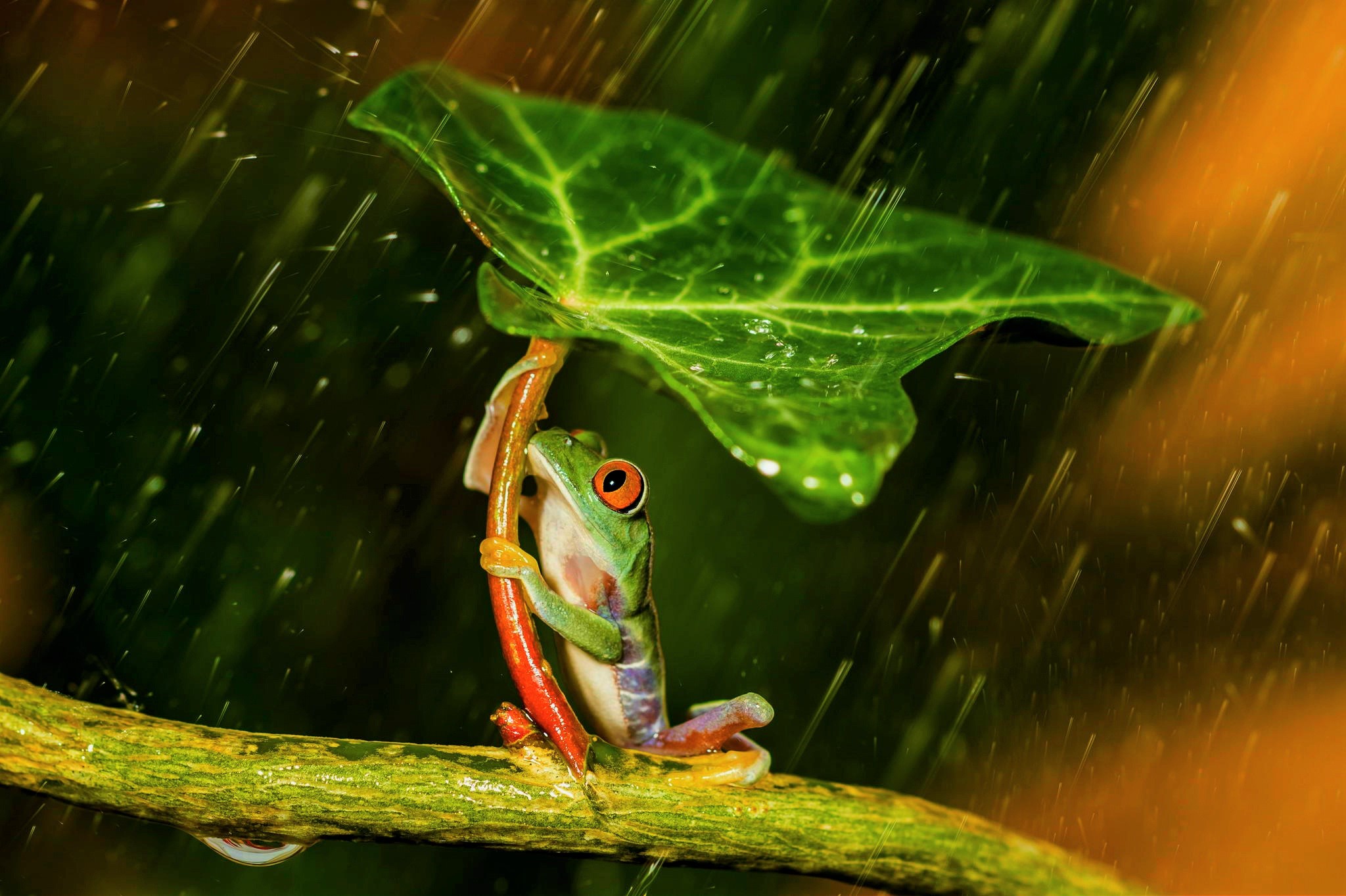 Red Eyed Tree Frog Wallpapers