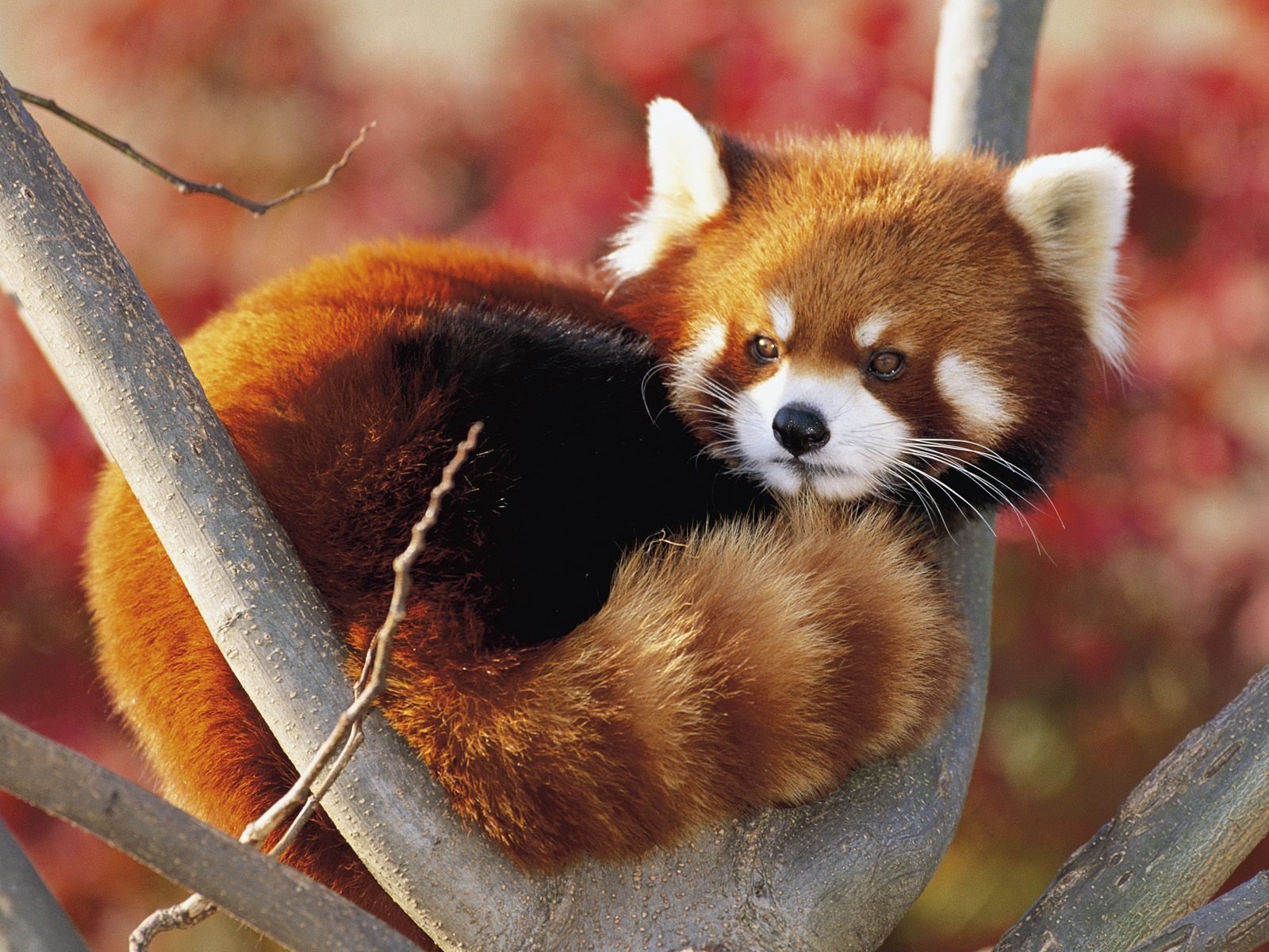 Red Panda Wallpapers