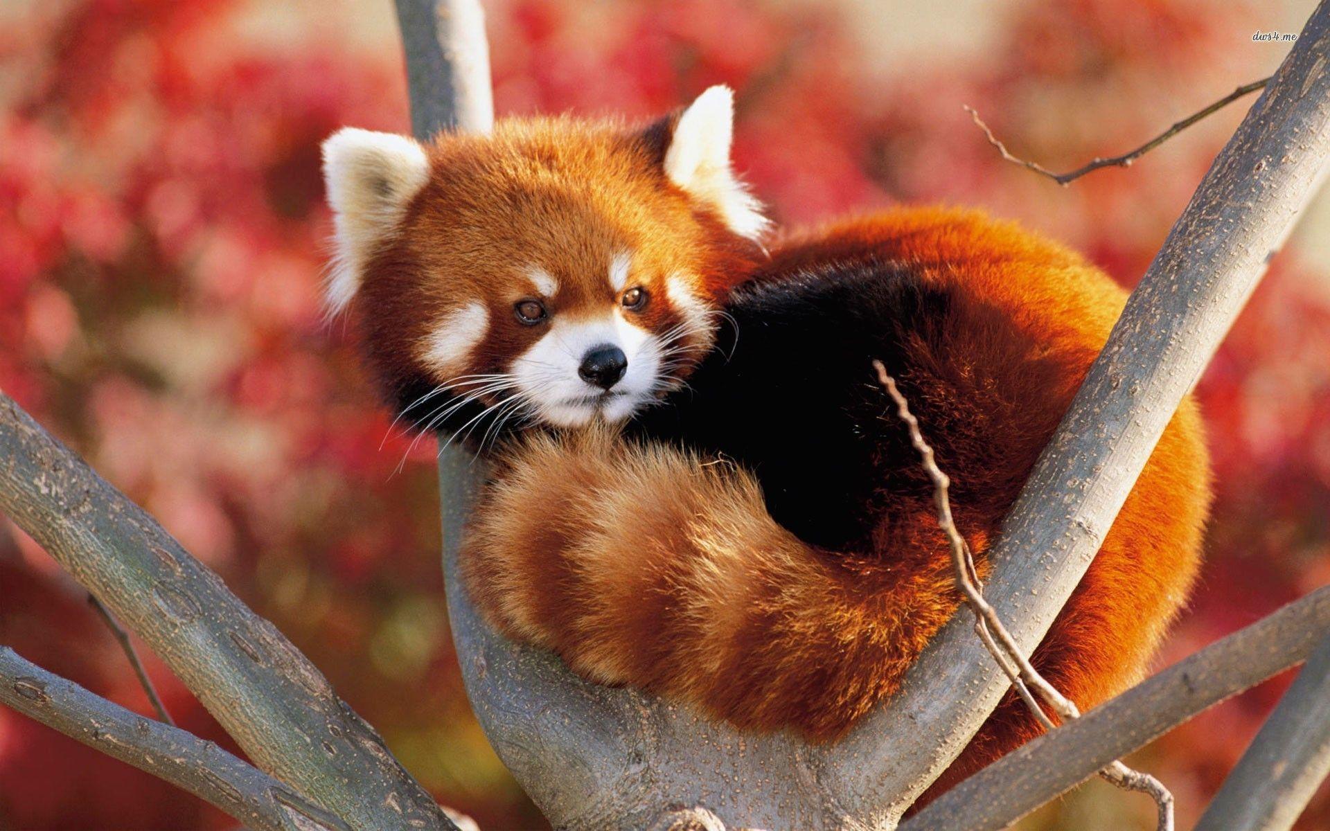 Red Panda Wallpapers