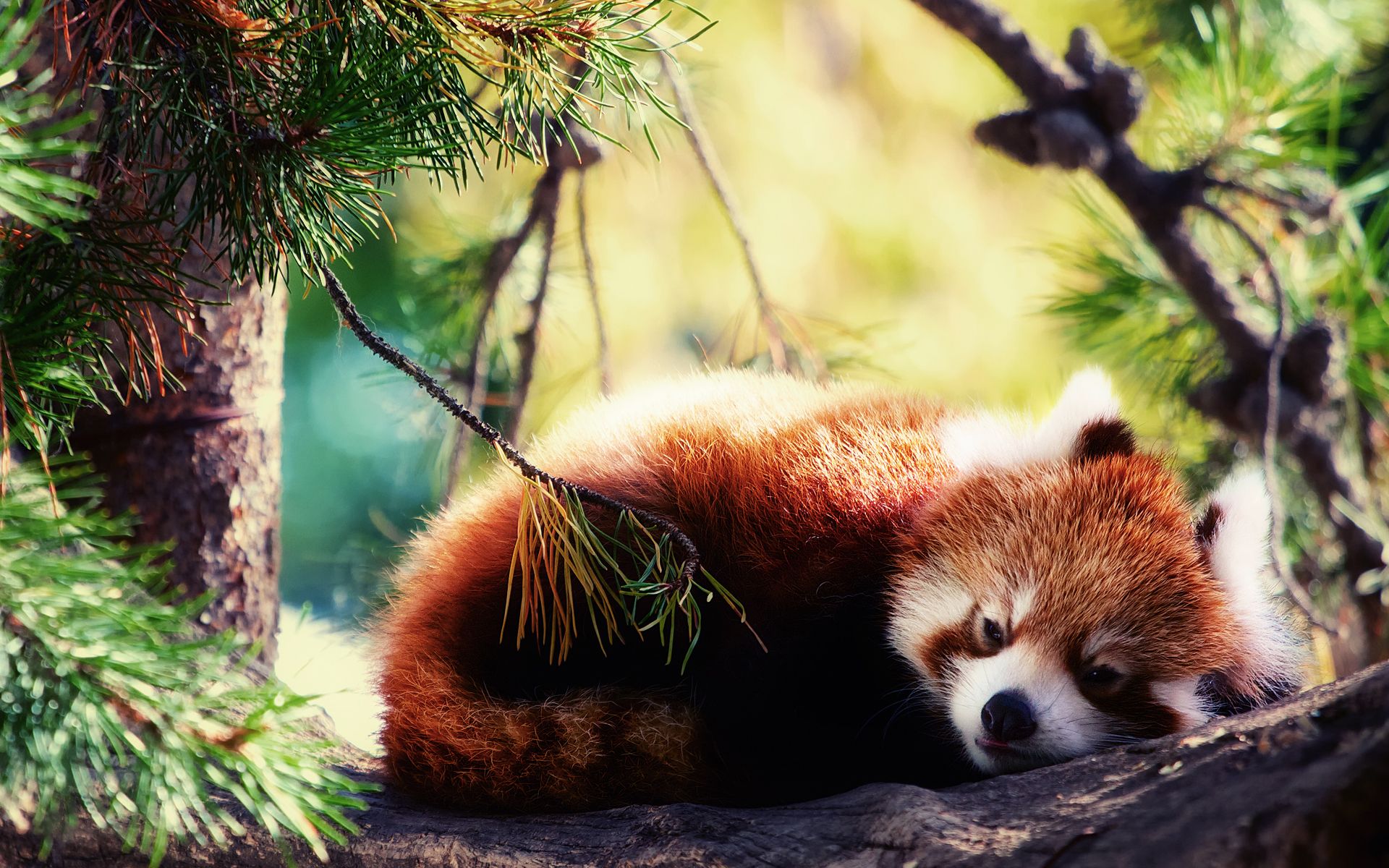 Red Panda Wallpapers