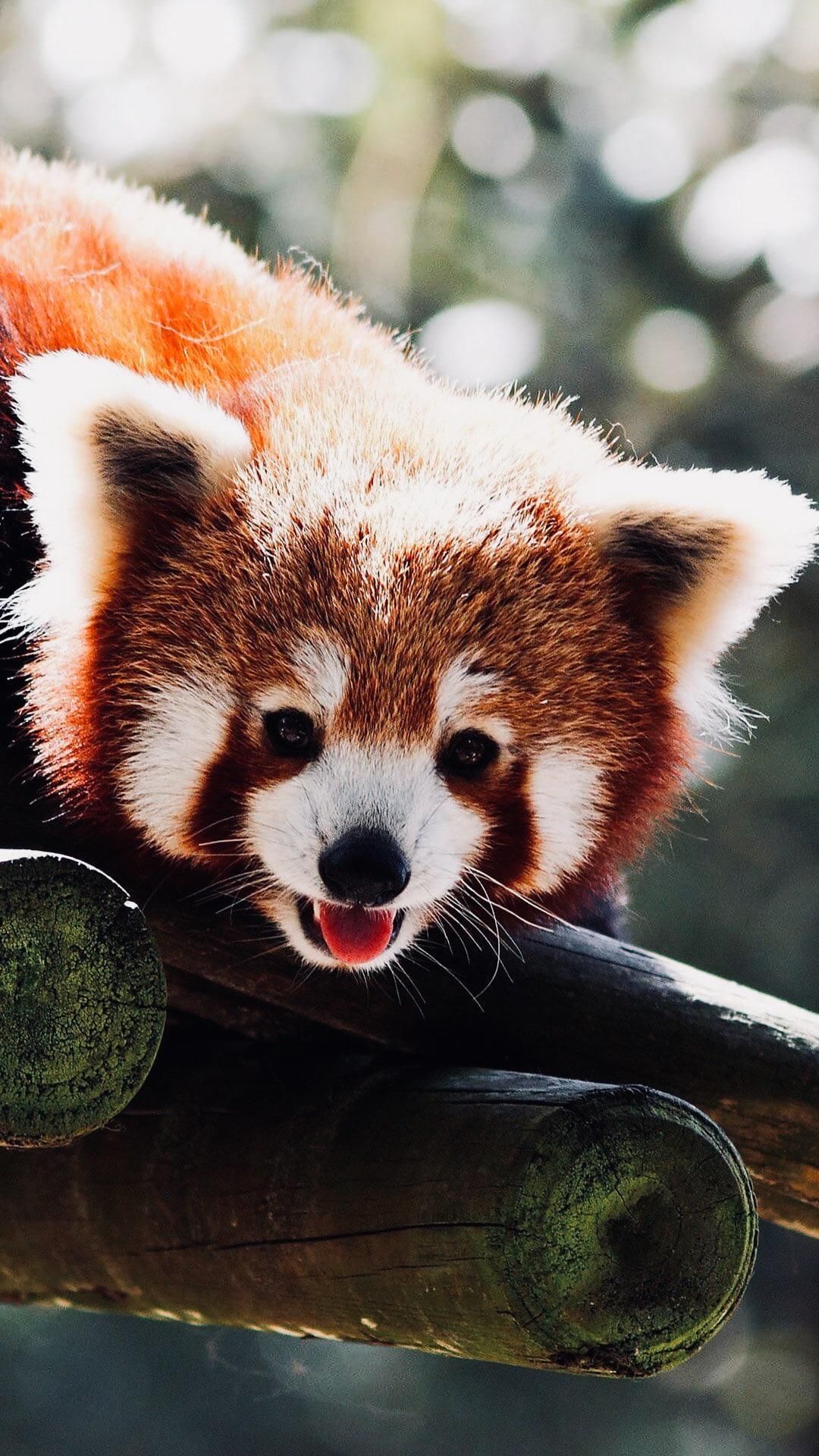 Red Panda Wallpapers