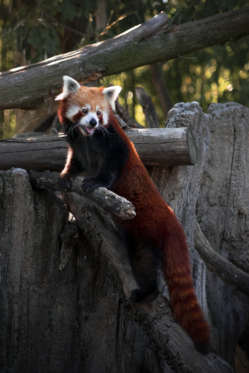 Red Panda Wallpapers