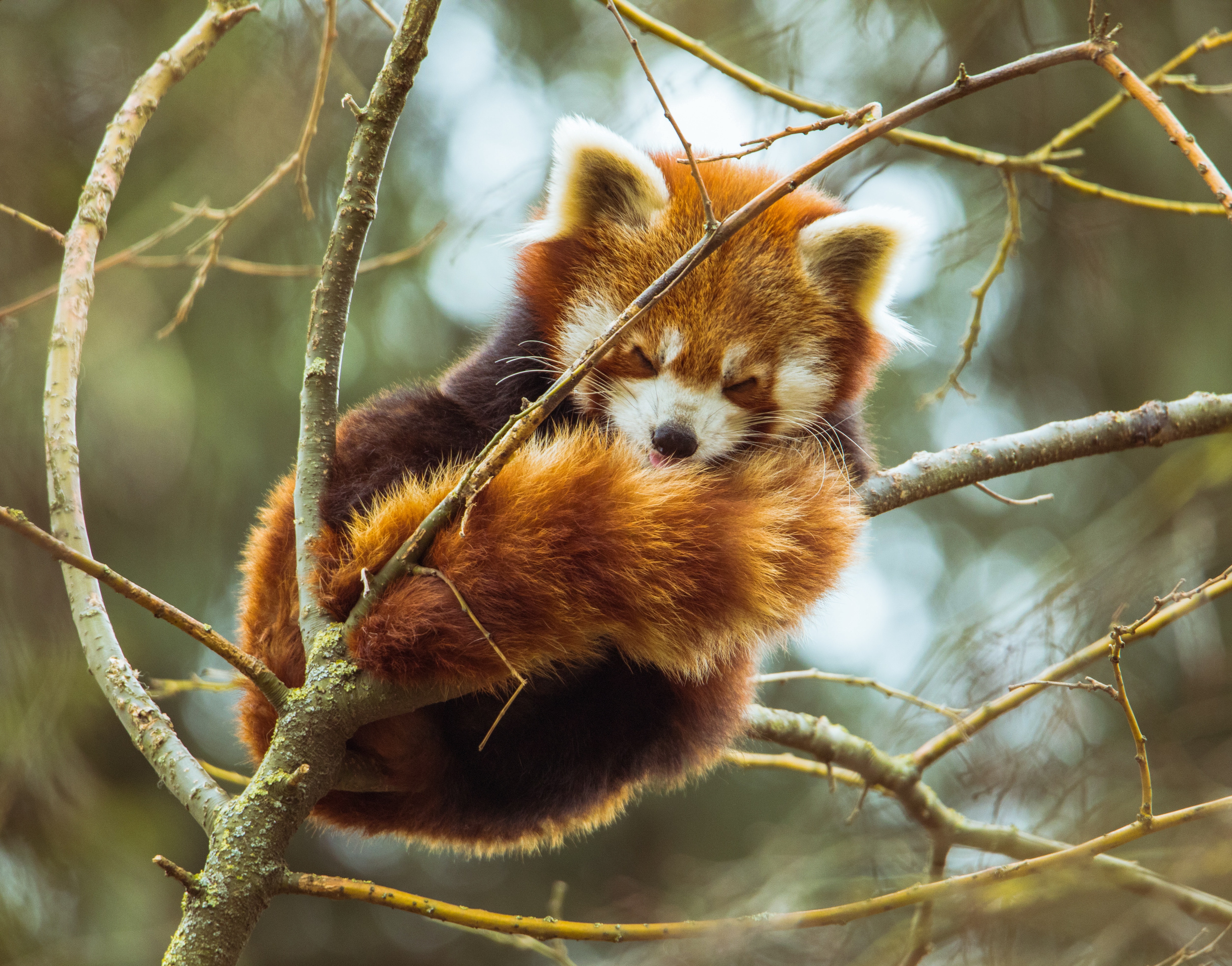 Red Panda Wallpapers