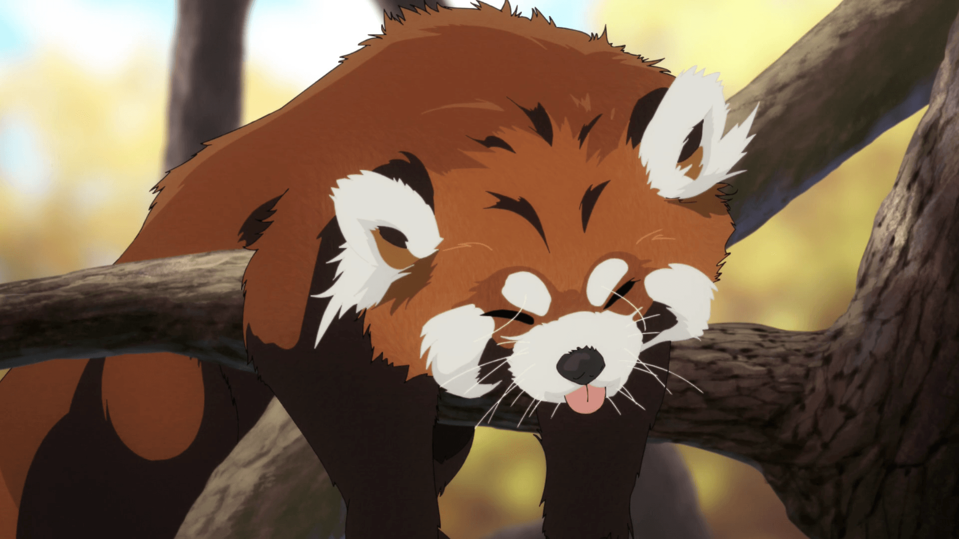 Red Panda Wallpapers