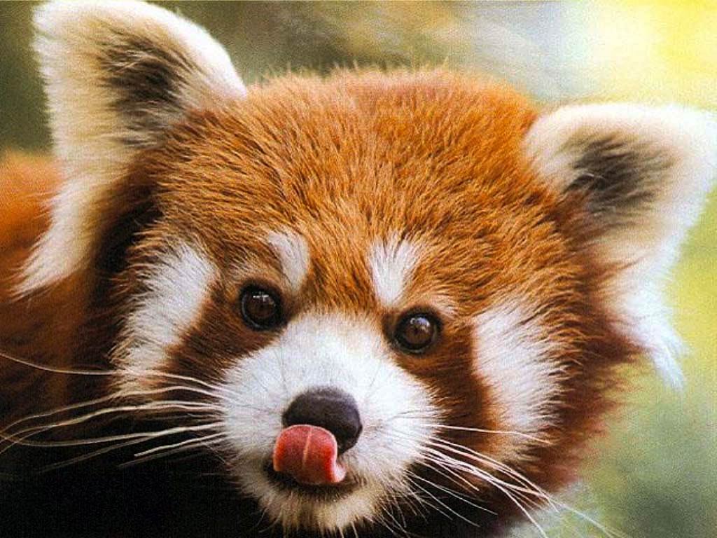 Red Panda Wallpapers