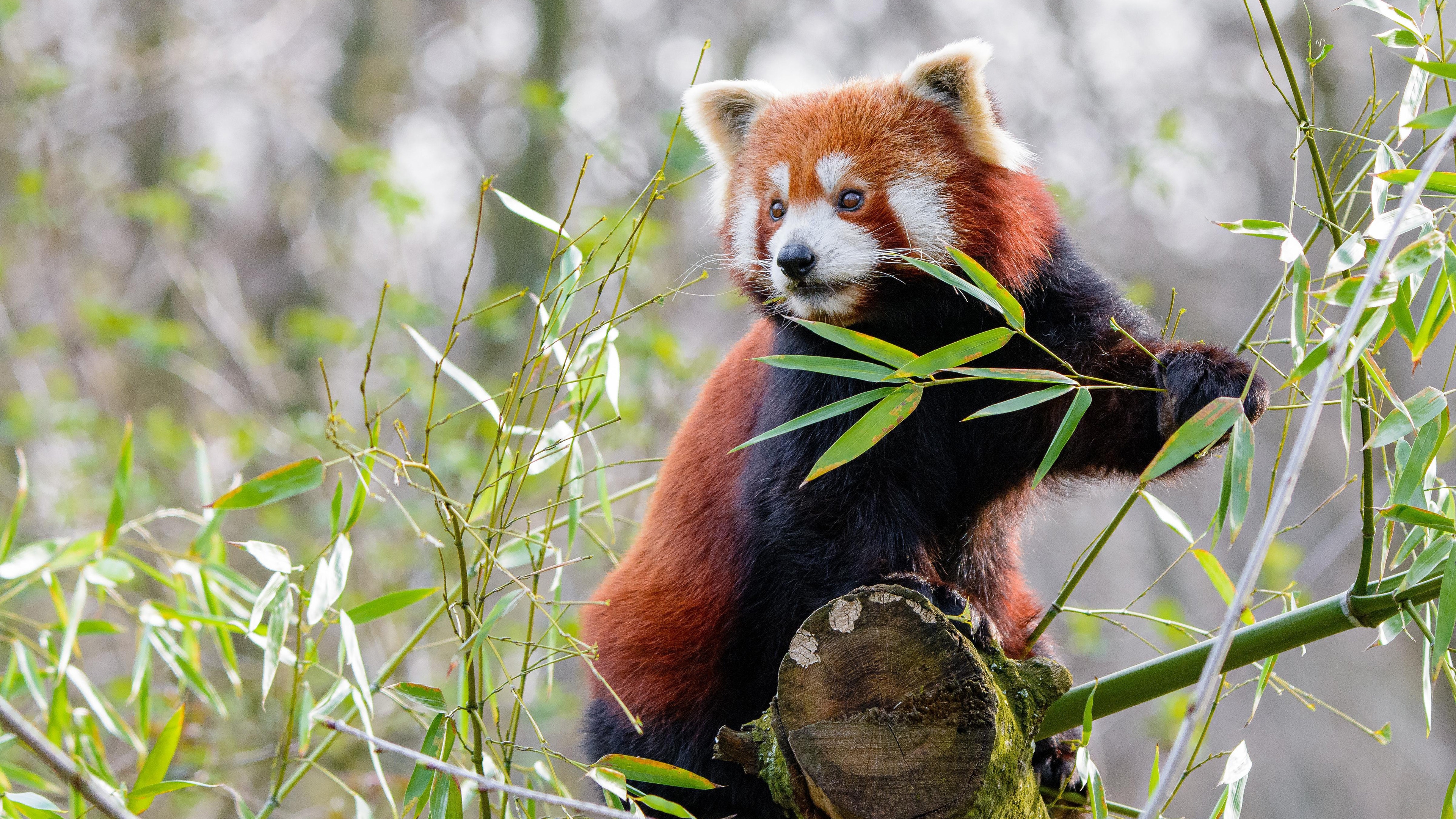 Red Panda Wallpapers