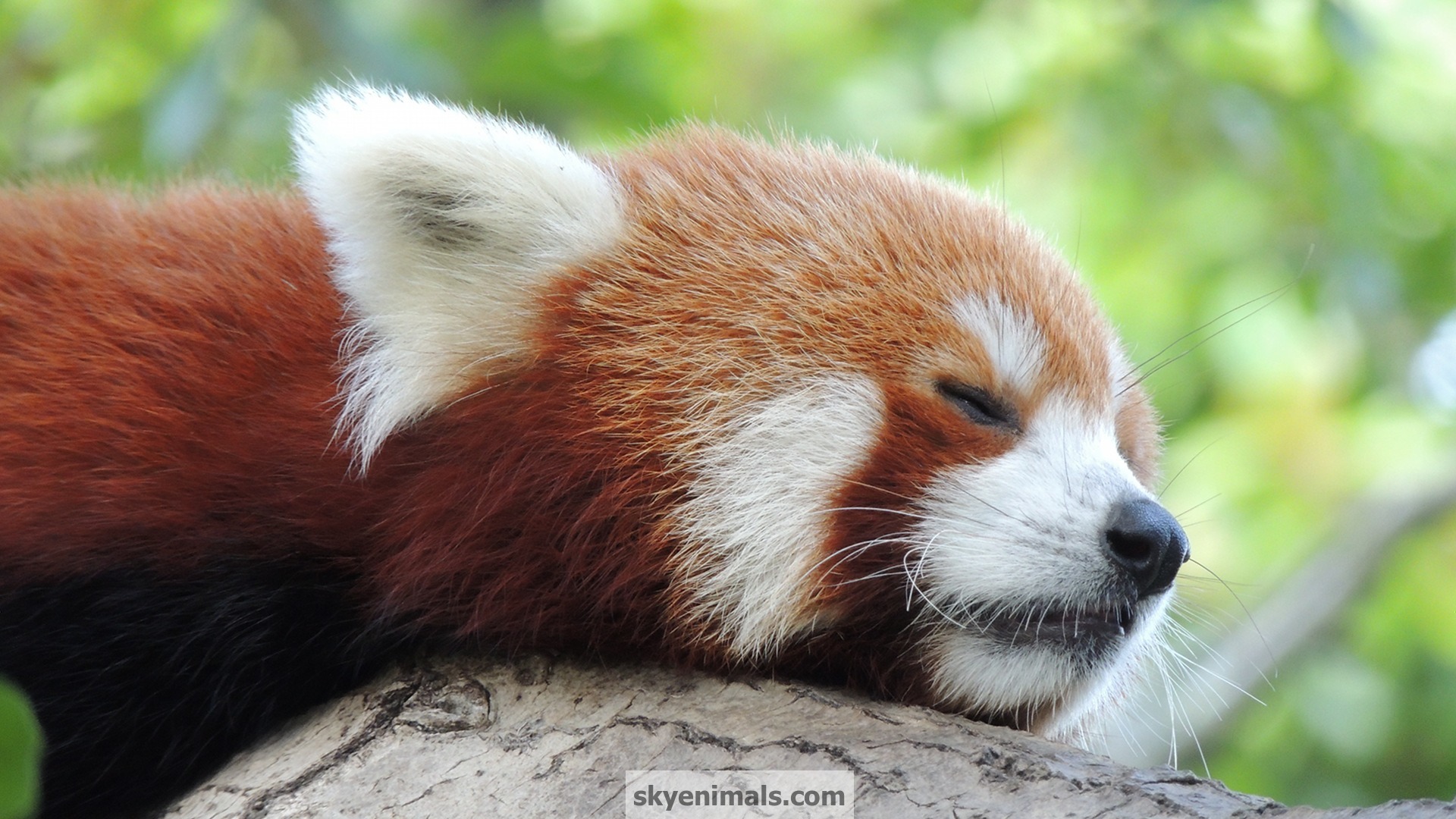 Red Panda Wallpapers