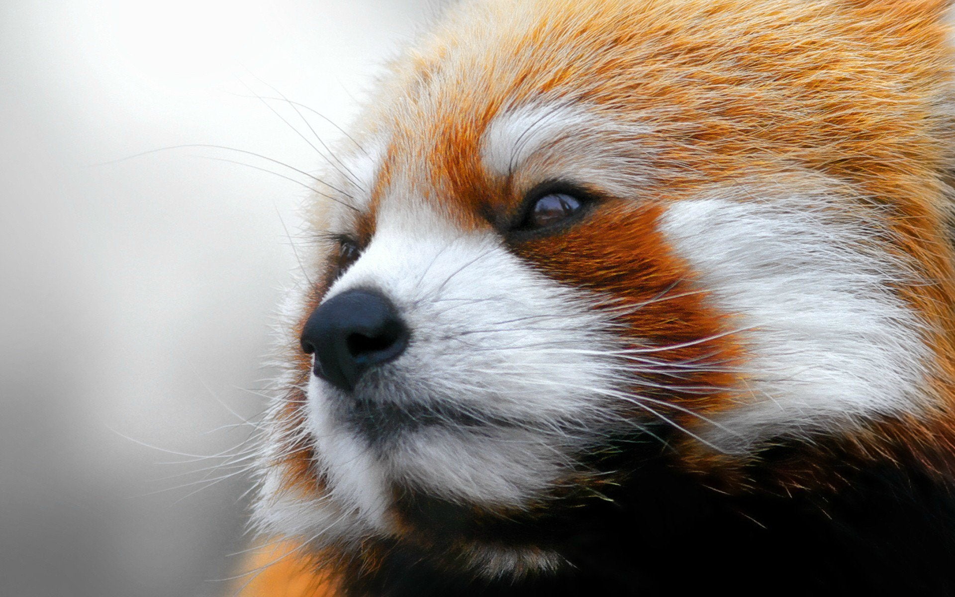 Red Panda Wallpapers