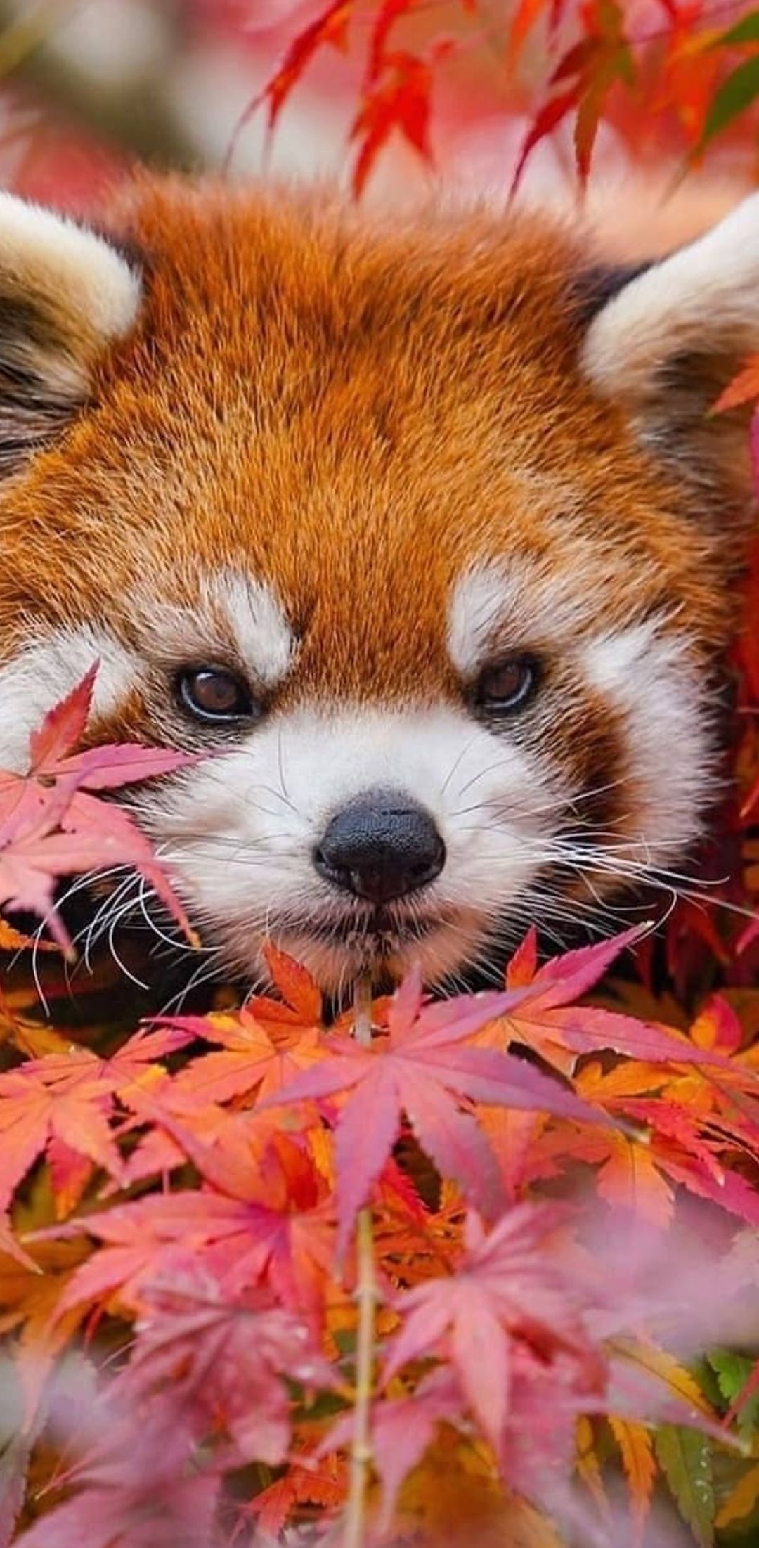 Red Panda Wallpapers