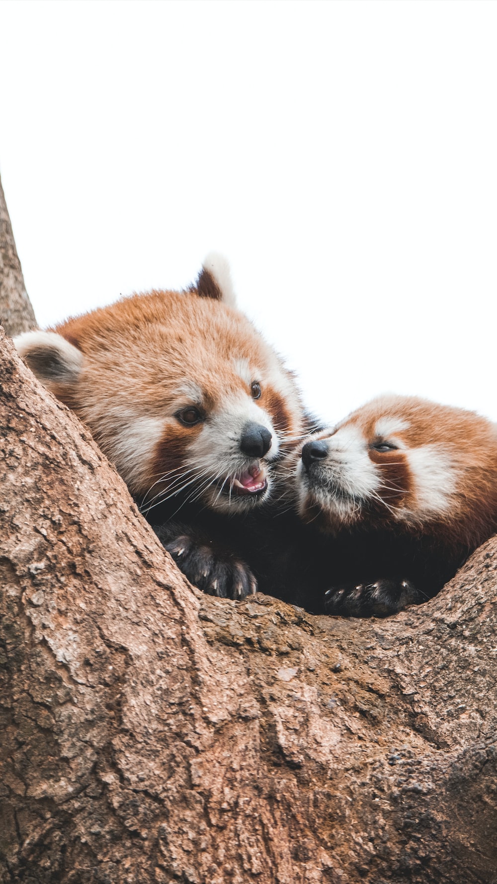 Red Panda Wallpapers