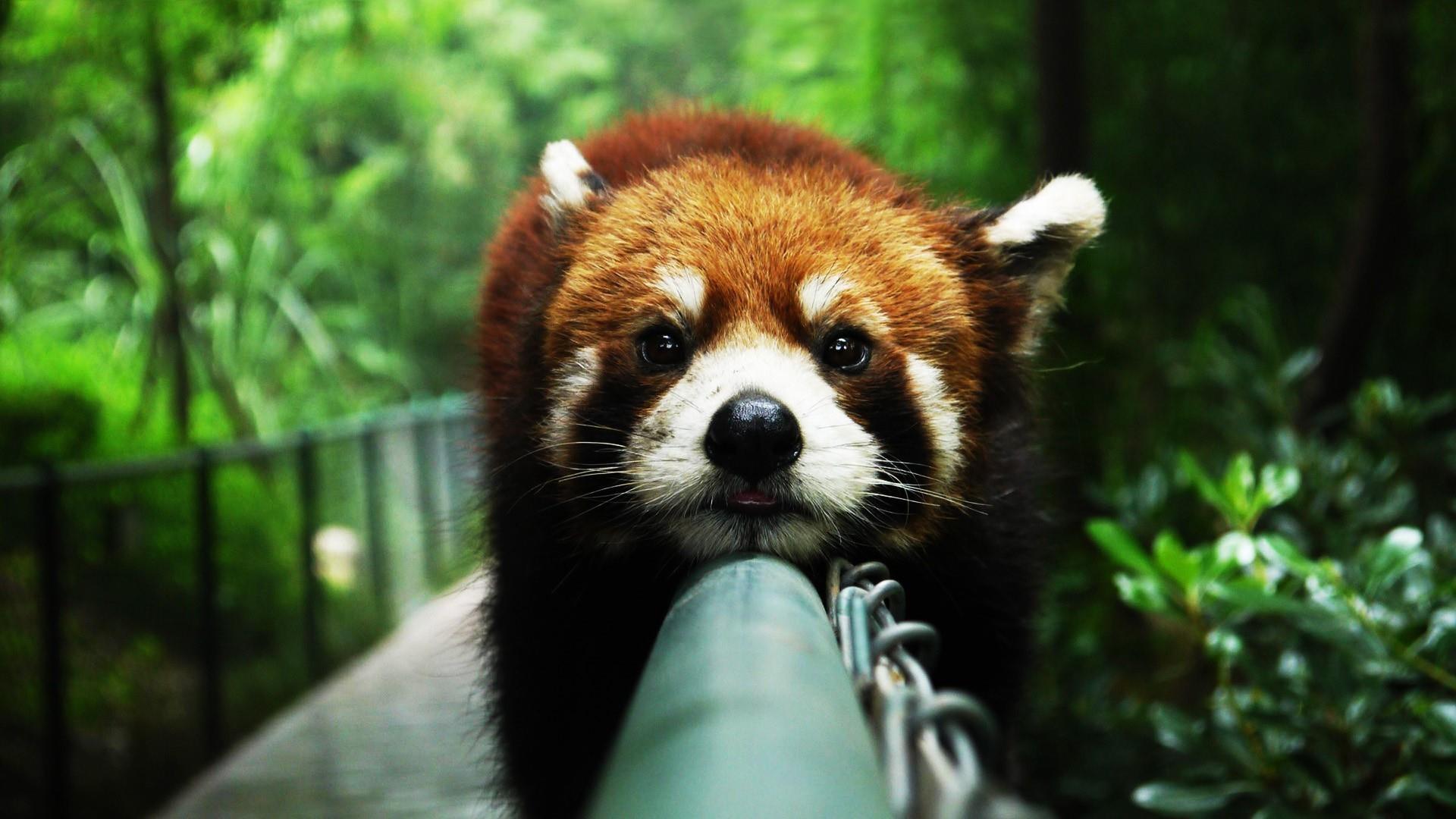 Red Panda Wallpapers