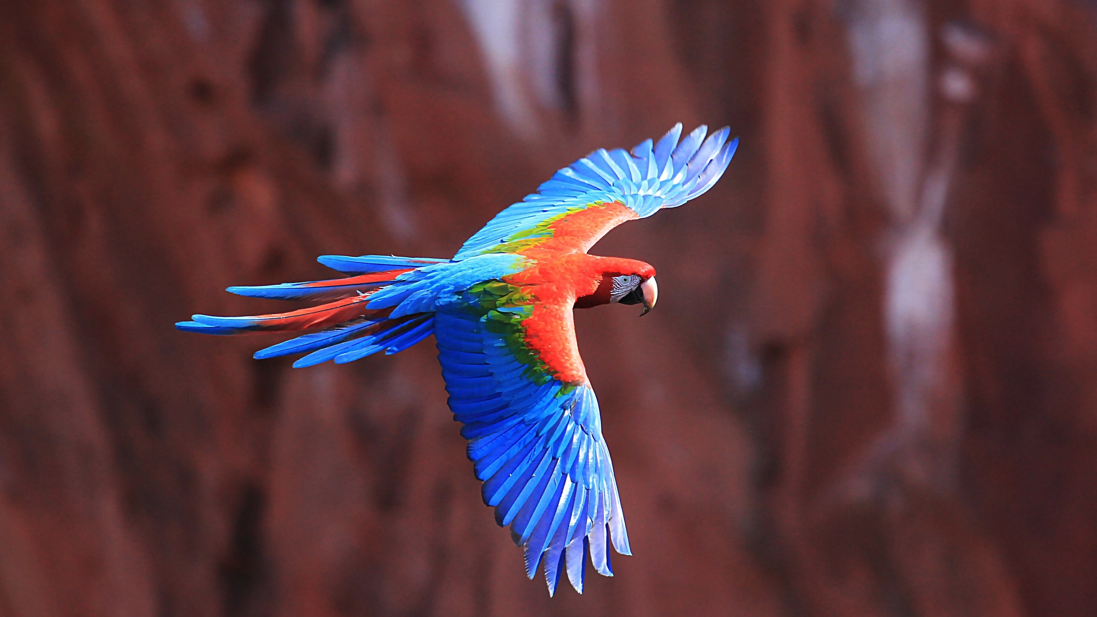 Red-And-Green Macaw Wallpapers