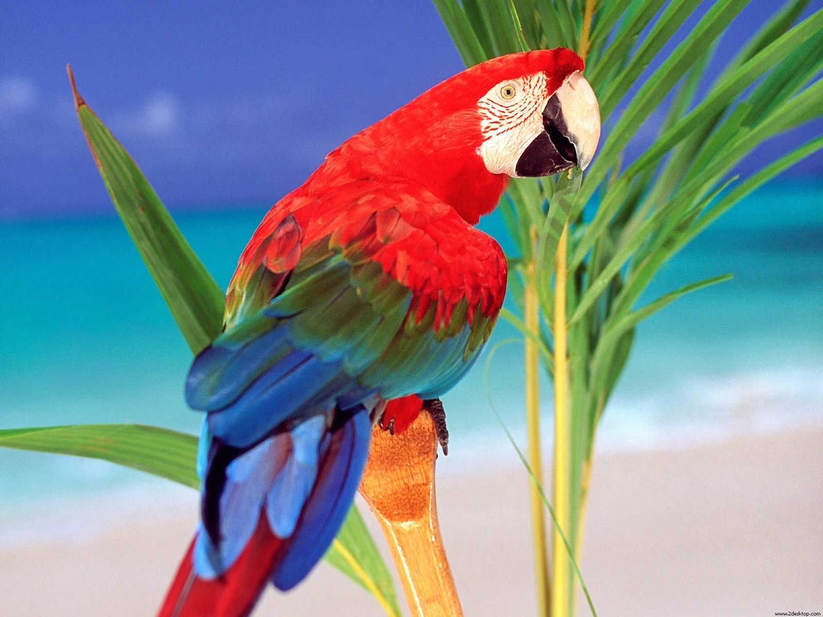 Red-And-Green Macaw Wallpapers