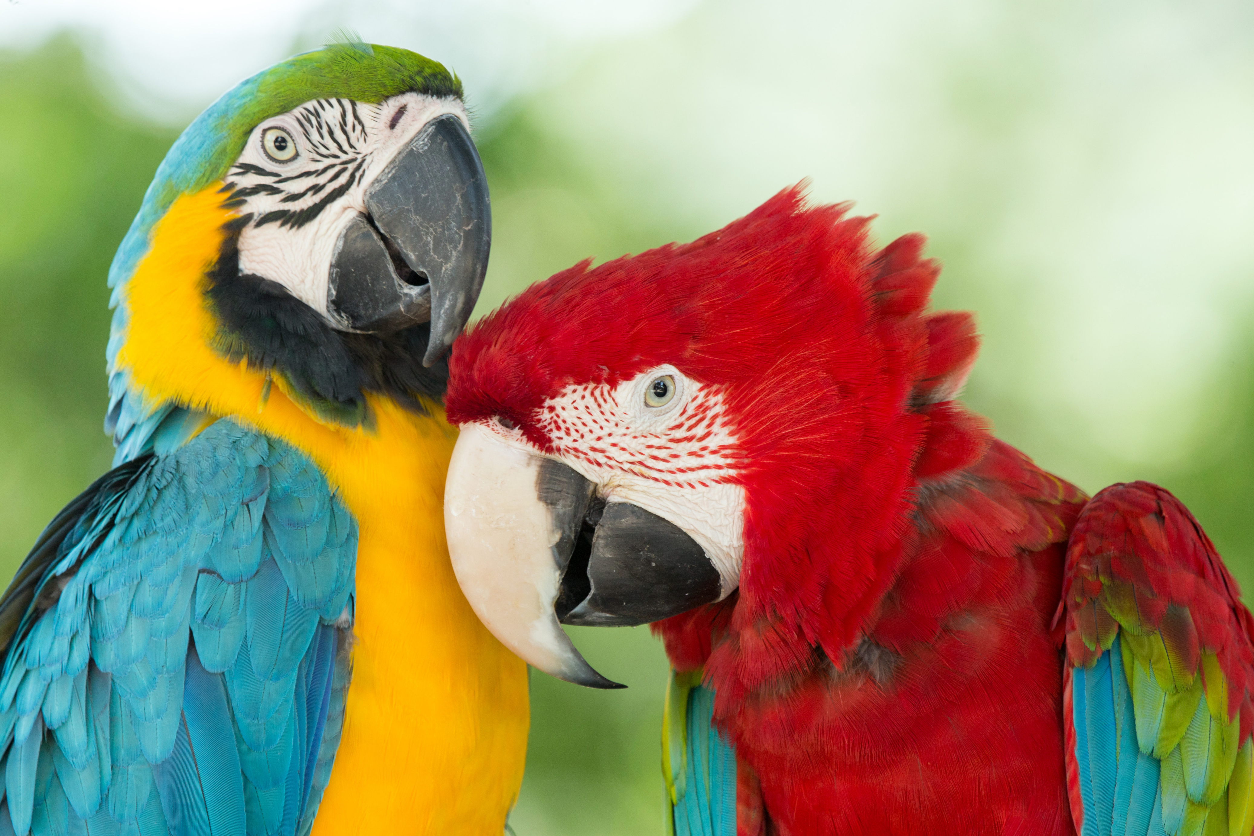 Red-And-Green Macaw Wallpapers