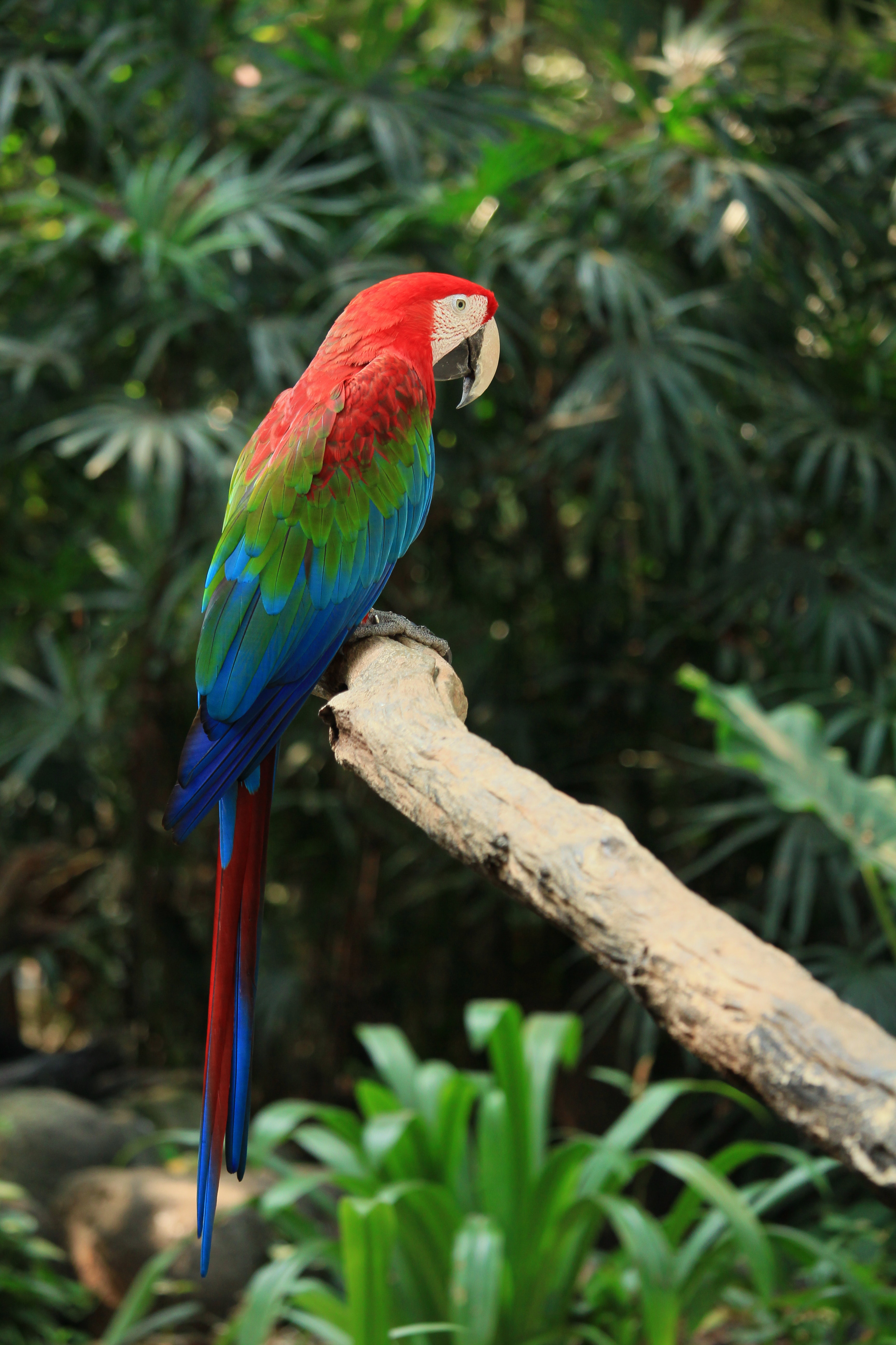 Red-And-Green Macaw Wallpapers