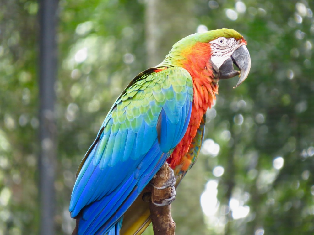 Red-And-Green Macaw Wallpapers