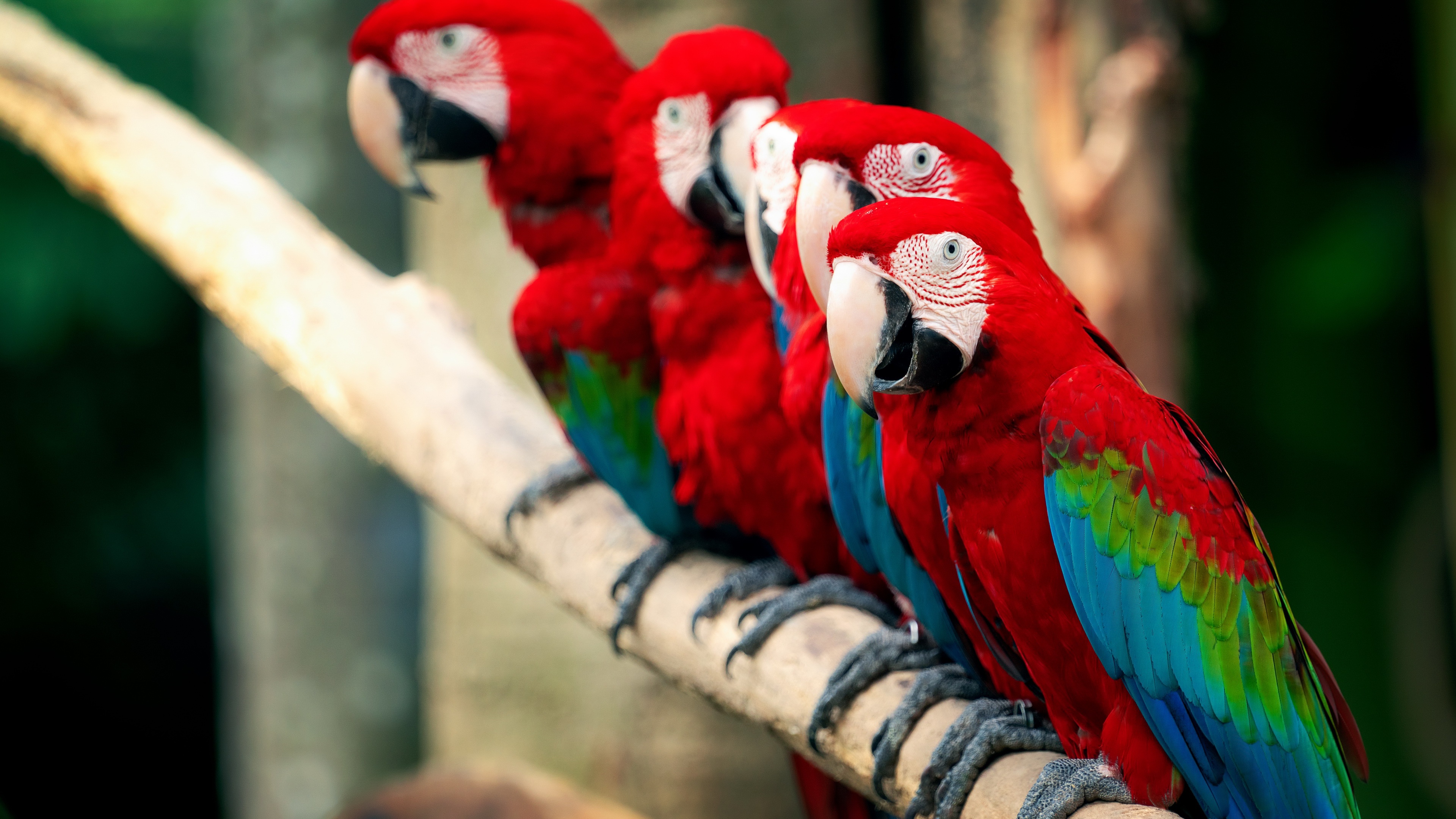 Red-And-Green Macaw Wallpapers