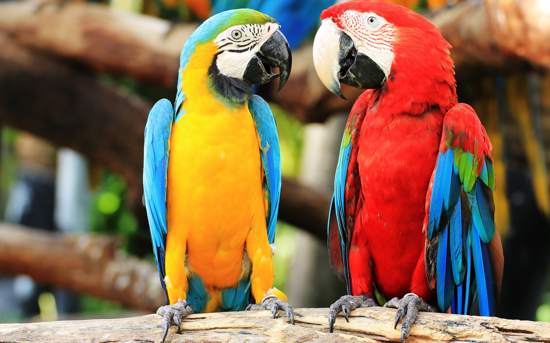 Red-And-Green Macaw Wallpapers