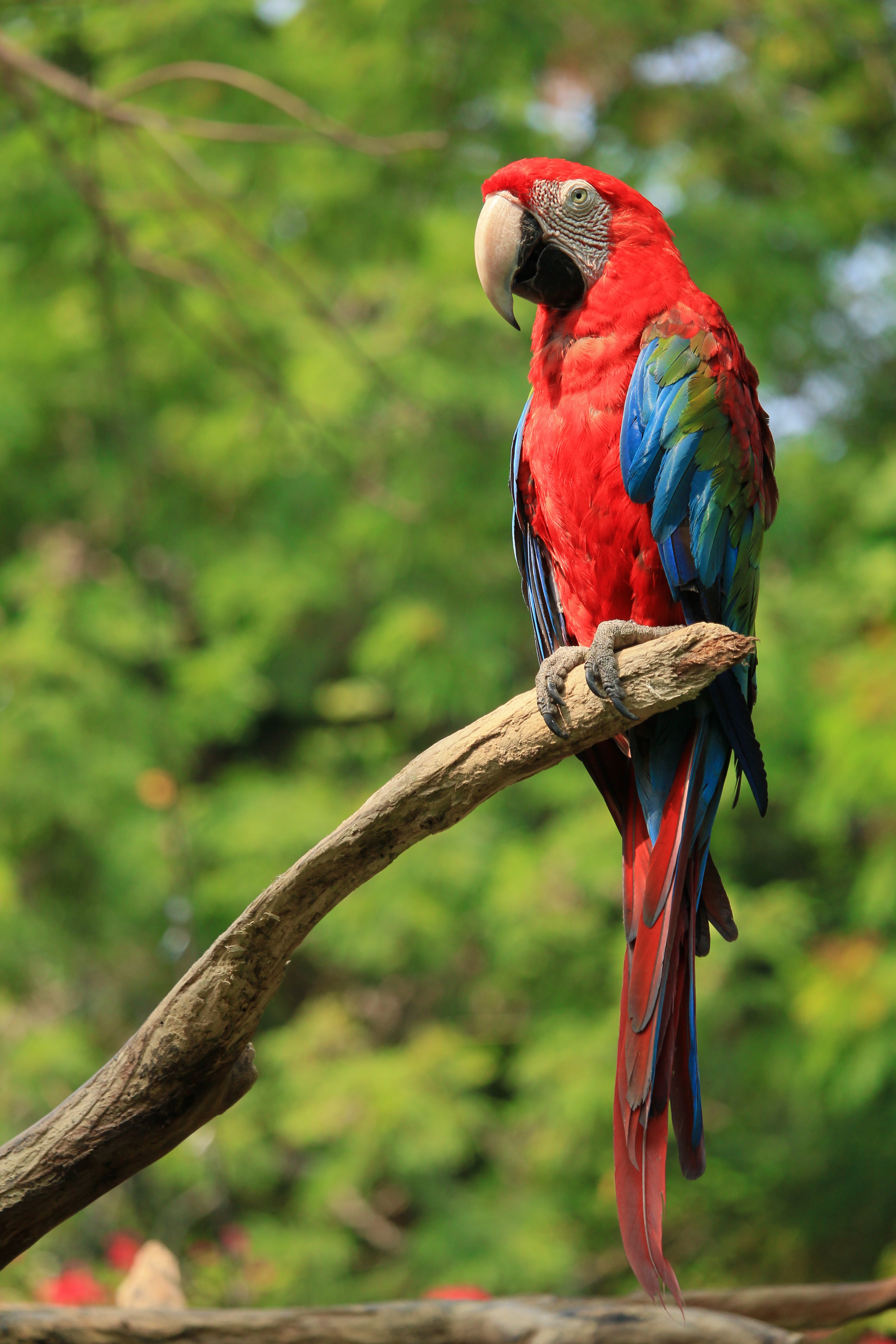 Red-And-Green Macaw Wallpapers