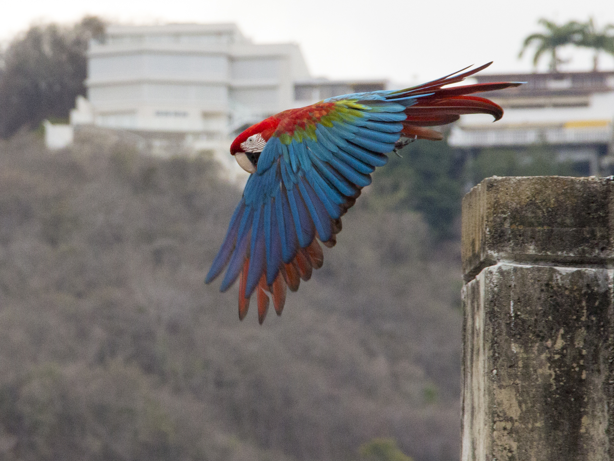 Red-And-Green Macaw Wallpapers