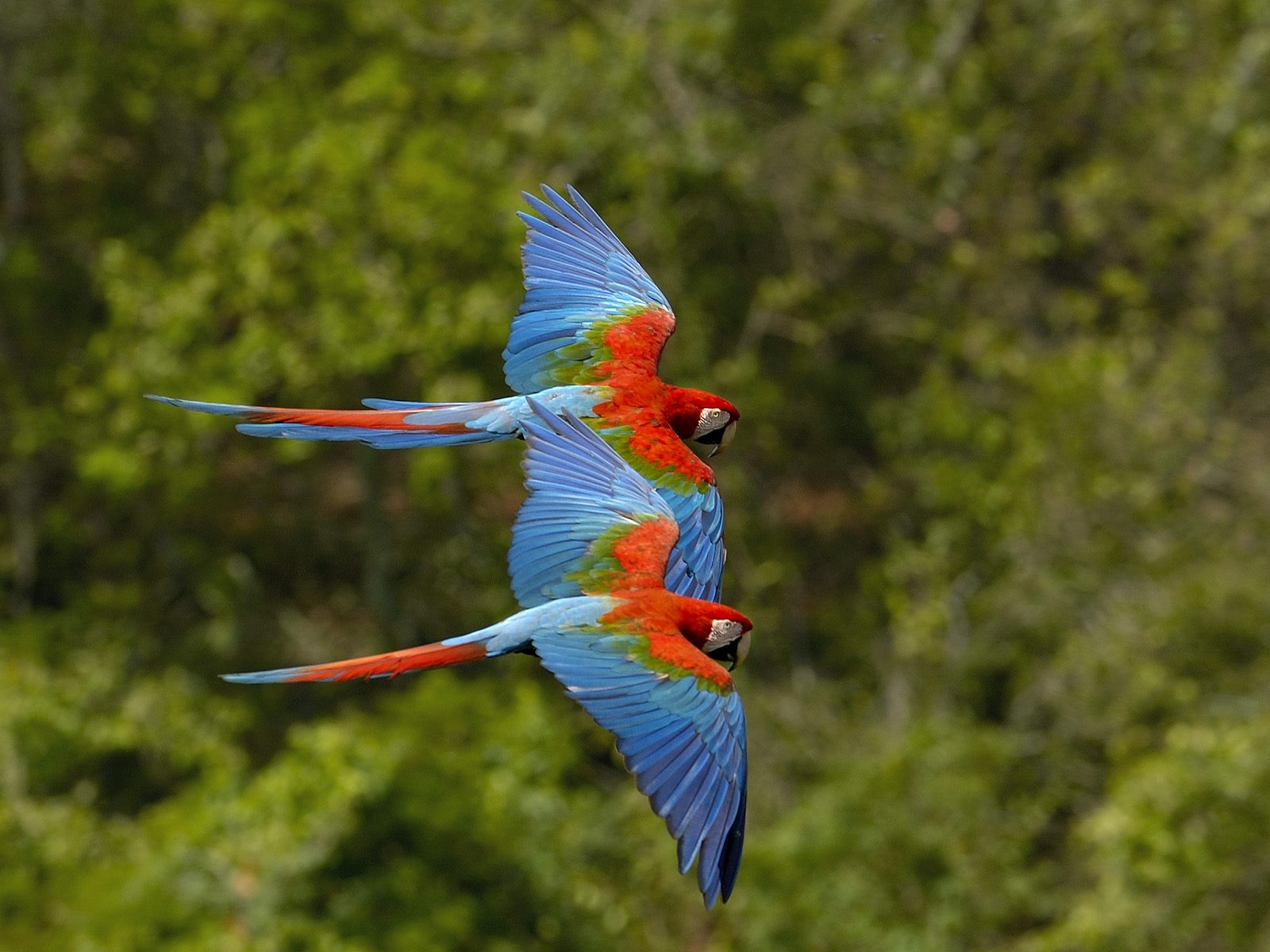 Red-And-Green Macaw Wallpapers