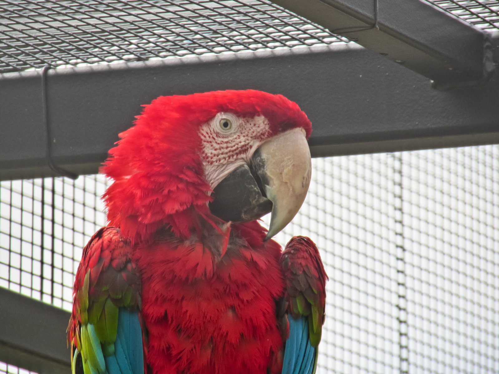 Red-And-Green Macaw Wallpapers