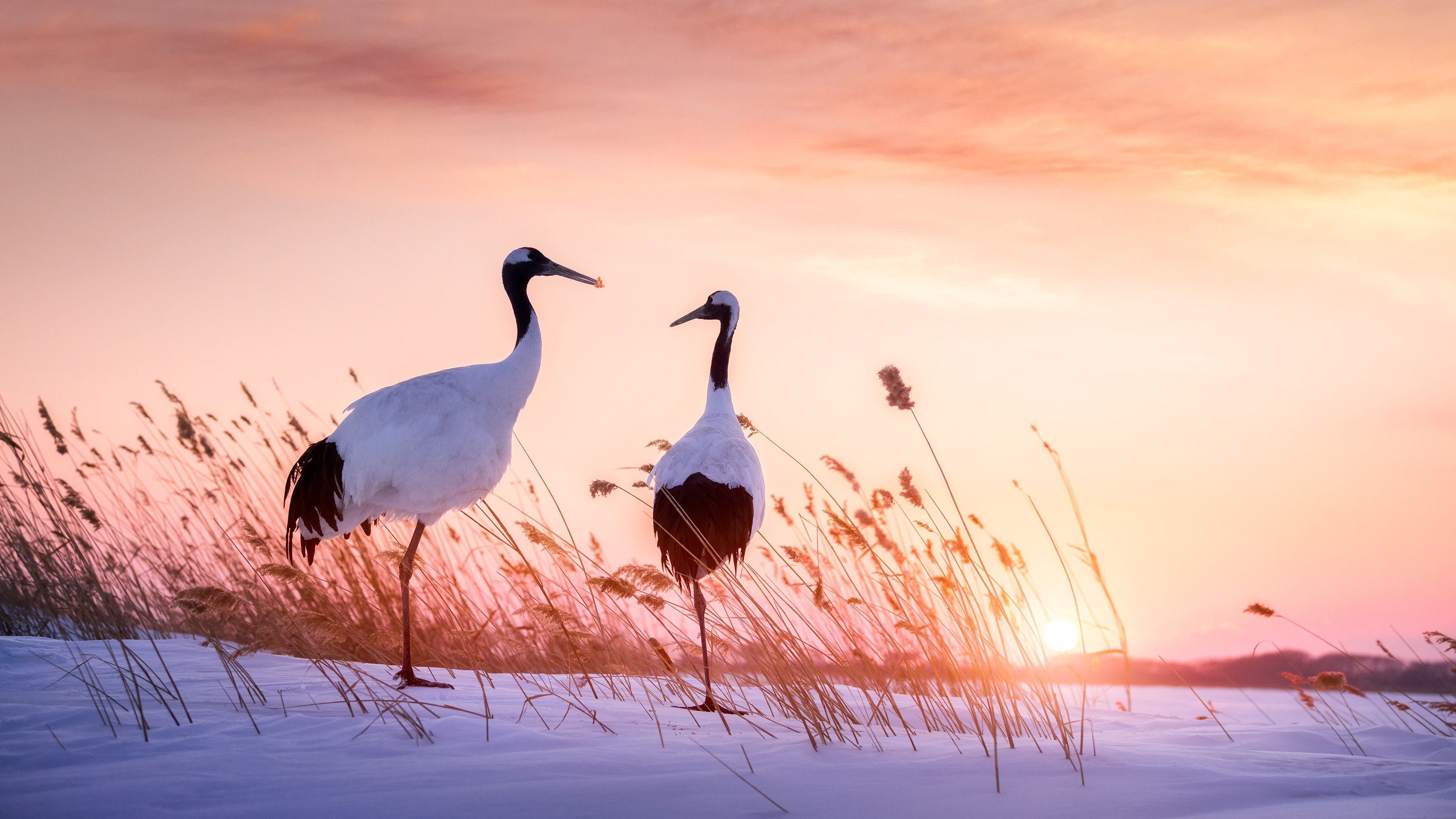 Red-Crowned Crane Wallpapers