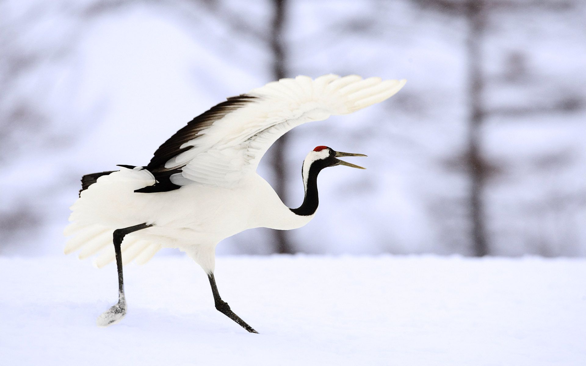 Red-Crowned Crane Wallpapers