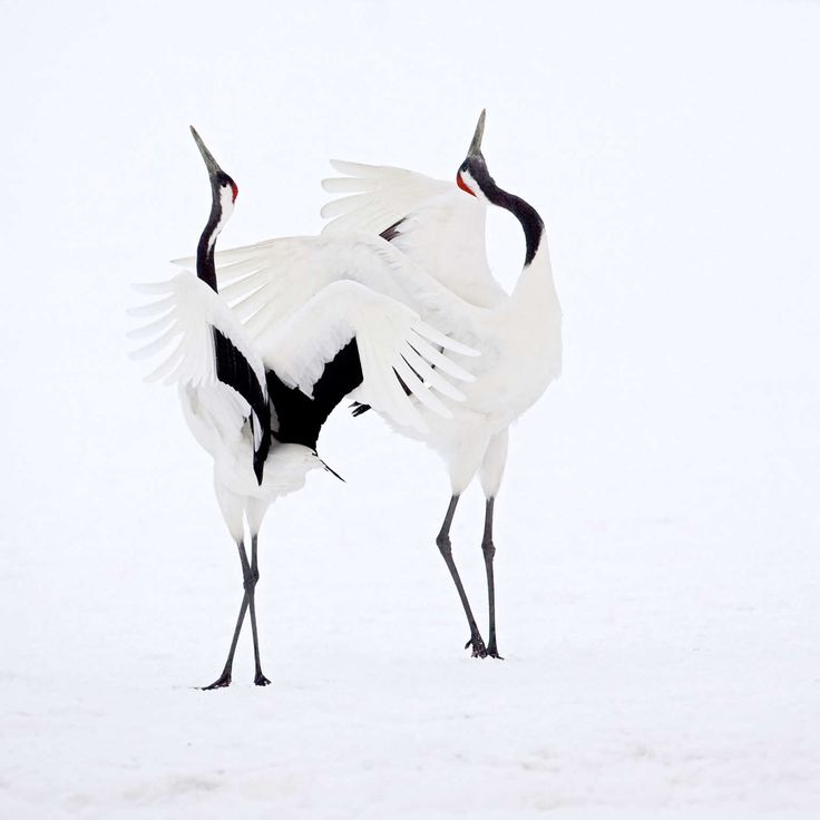 Red-Crowned Crane Wallpapers