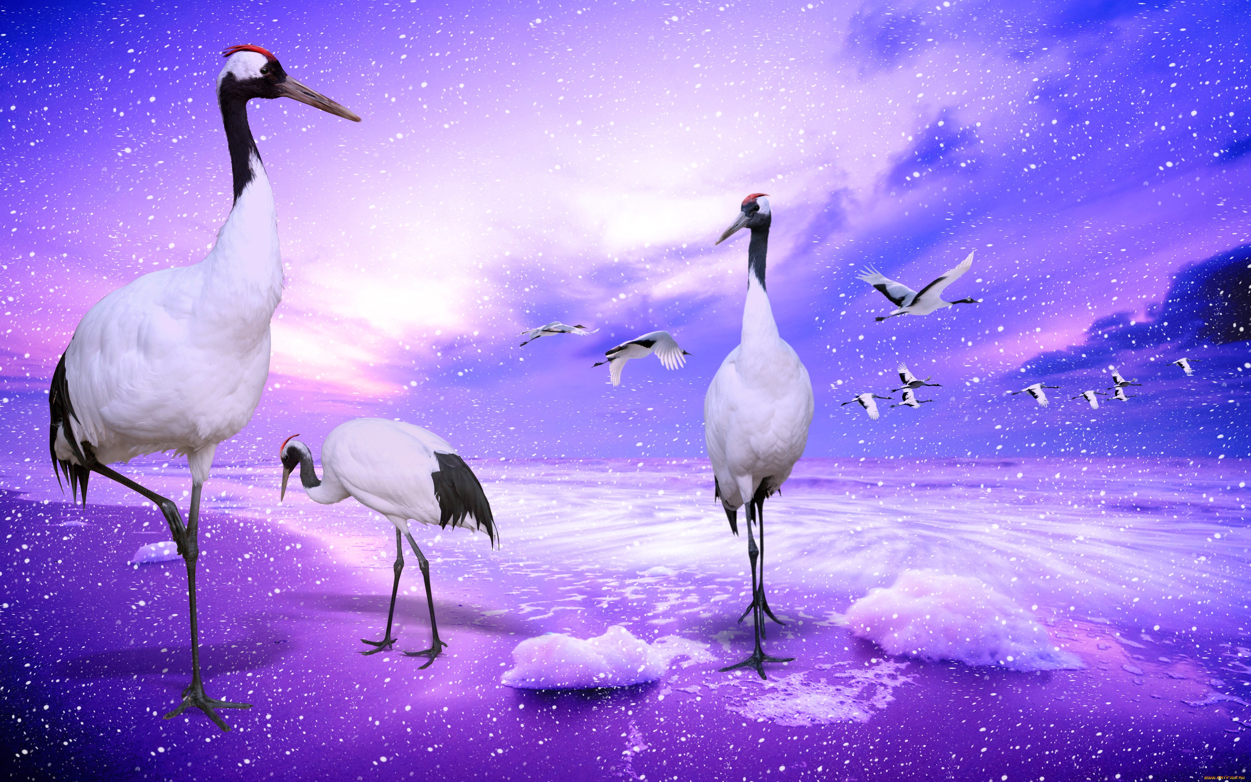 Red-Crowned Crane Wallpapers