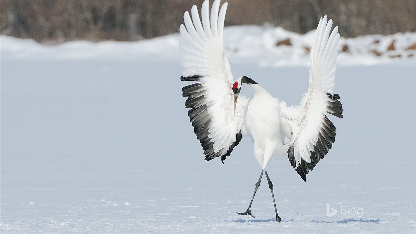 Red-Crowned Crane Wallpapers