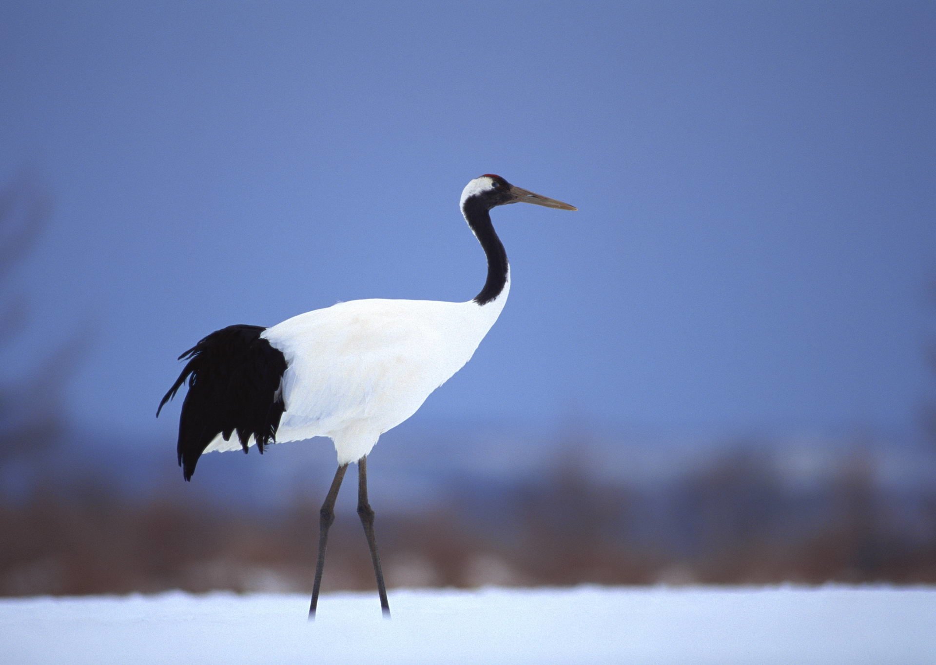 Red-Crowned Crane Wallpapers